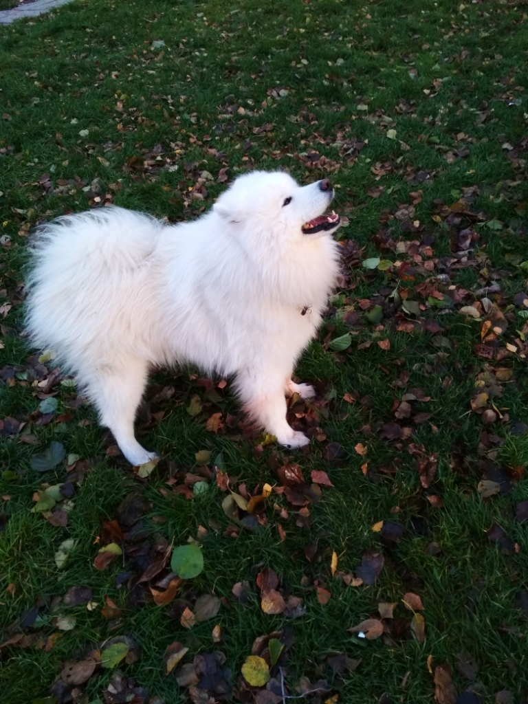 A bit of autumn samoyed - My, Samoyed, Dog, Autumn, Longpost