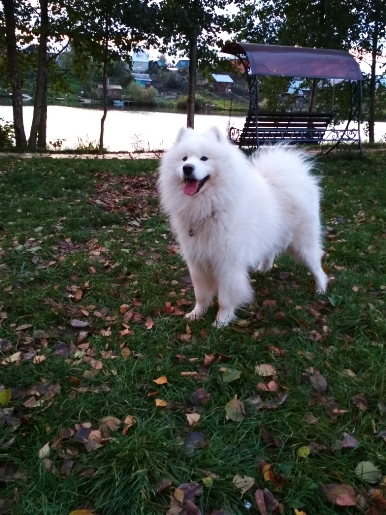 A bit of autumn samoyed - My, Samoyed, Dog, Autumn, Longpost