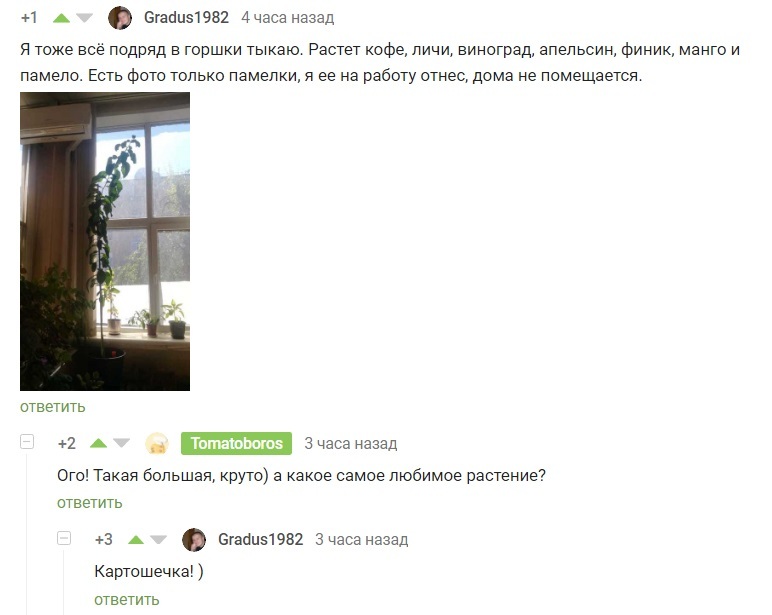 favorite plant - Screenshot, Comments on Peekaboo, Potato