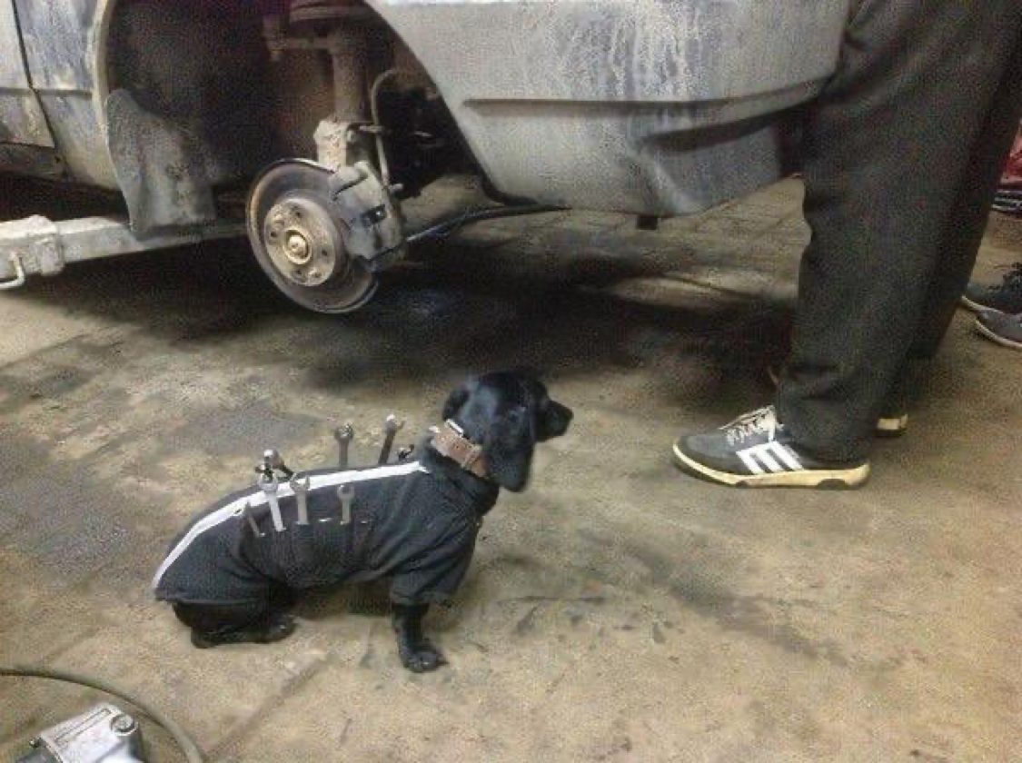 Chief car mechanic - Assistant, Dachshund, Auto repair, Dog, Longpost