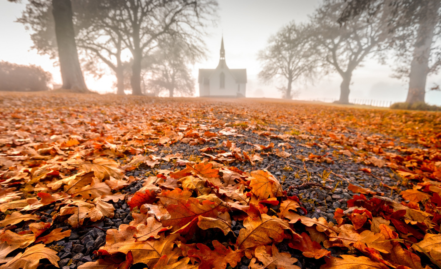 Autumn time ... - Autumn, Leaves, Autumn leaves, Color, Dog, Sadness, Longpost