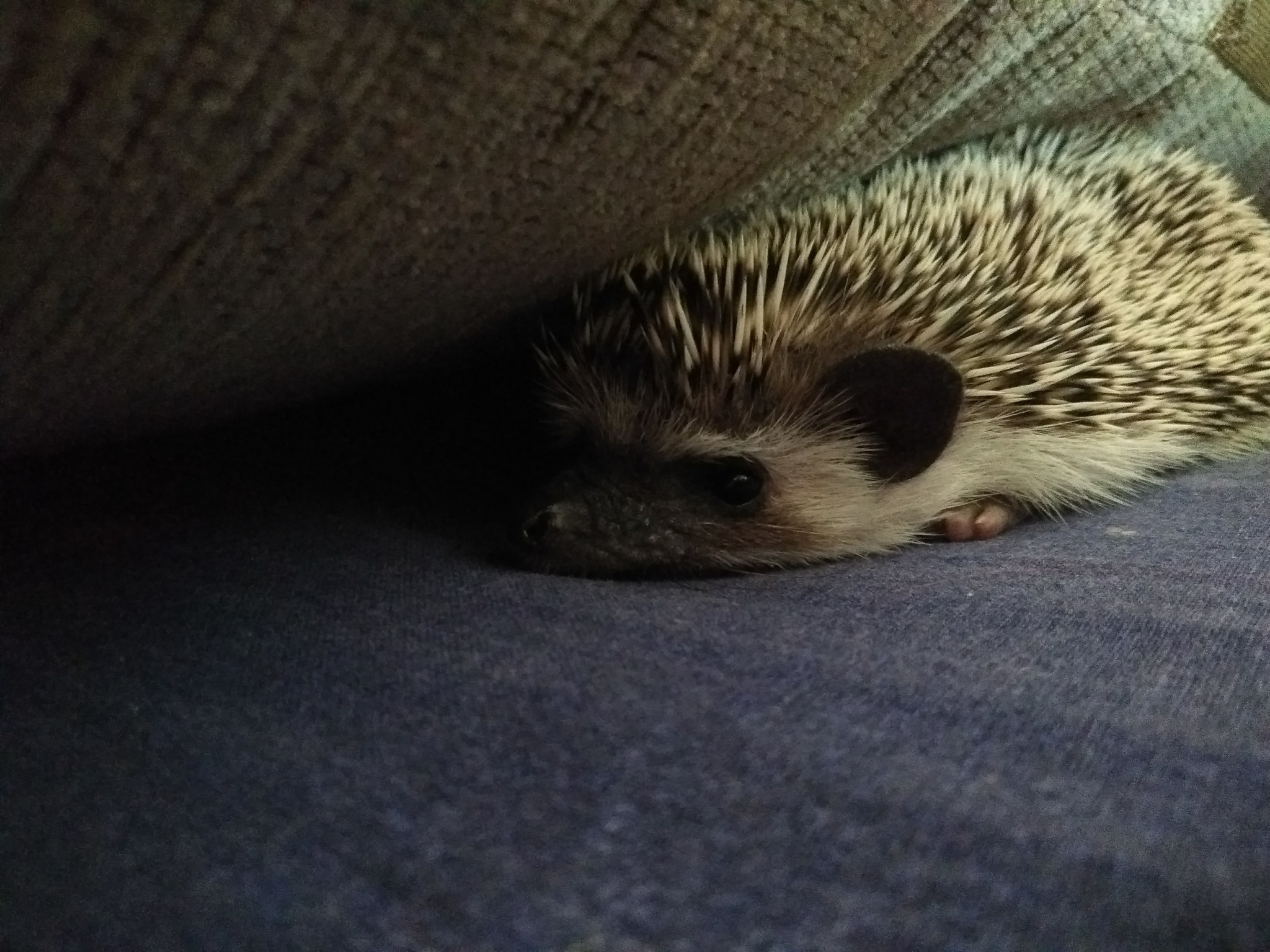 Well, having visited the festival of hedgehogs, we did not calm down. Meet Marshmallow, the hedgehog we have been thinking about for a long time))) and yet we decided. - My, African pygmy hedgehog, Hedgehog in the fog, Pet, Saint Petersburg, Hedgehog, Longpost, Pets