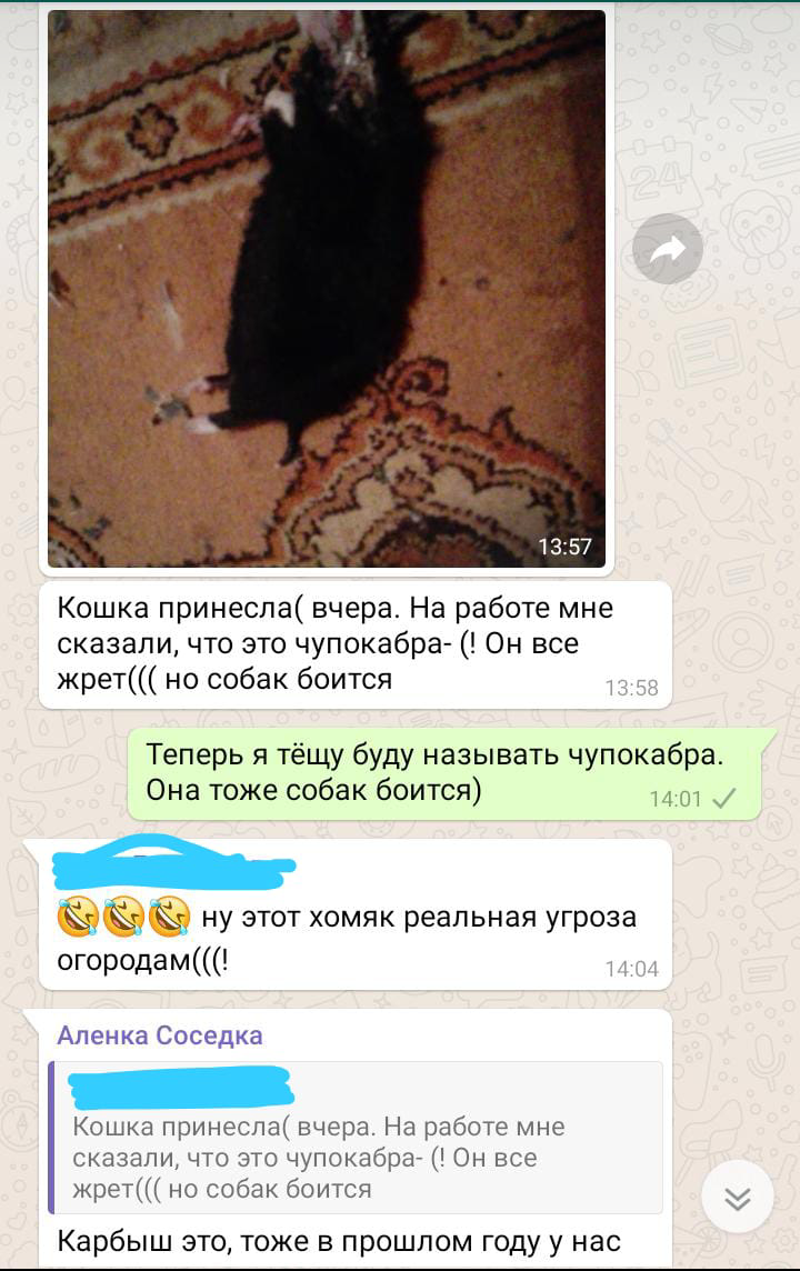 Типичные будни деревенского чата - Моё, Деревня, Чат, Whatsapp, Типичные будни, Длиннопост