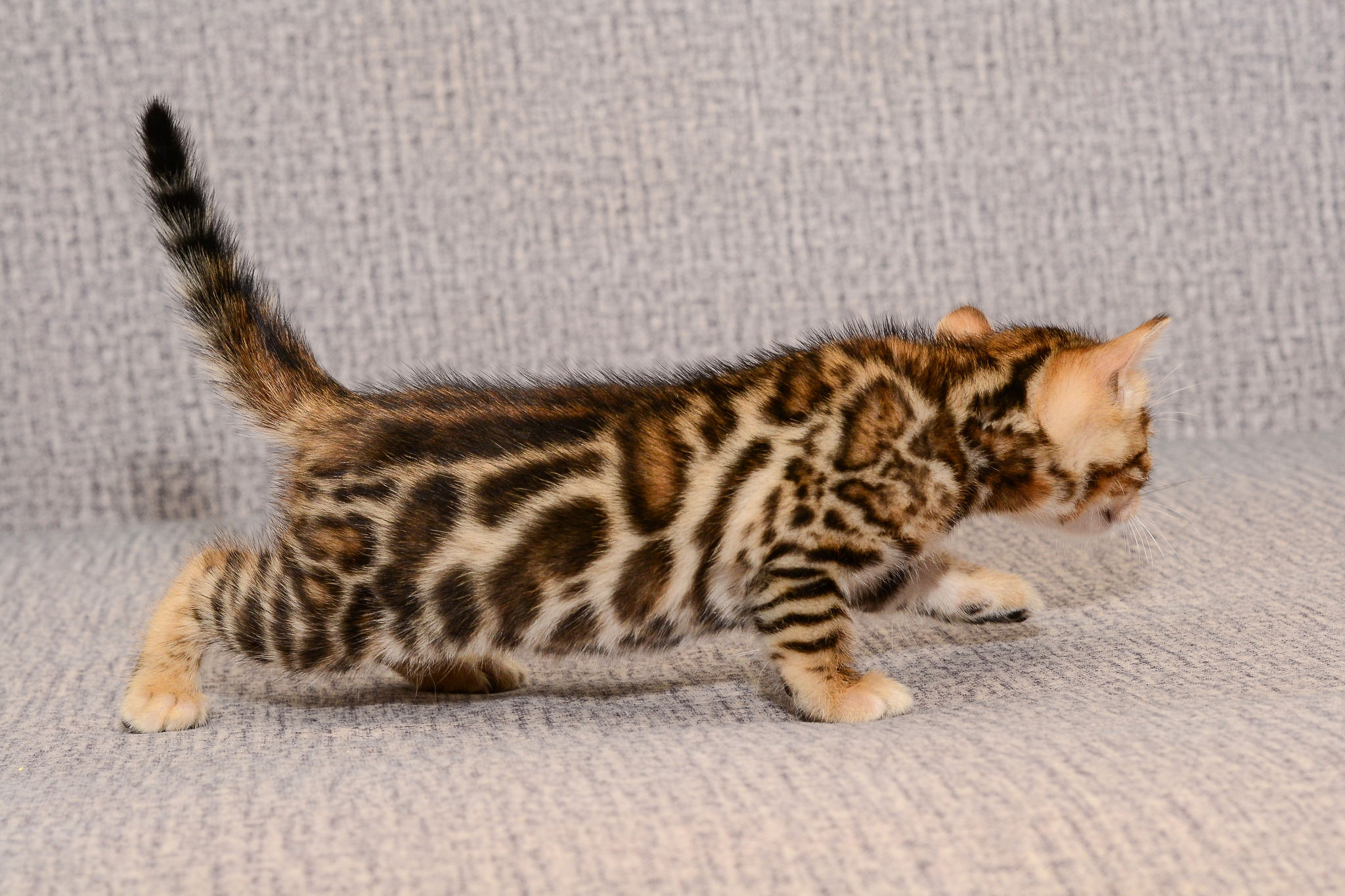 bengal kittens - My, Bengal cat, Kittens, Sale, Exclusive, Longpost