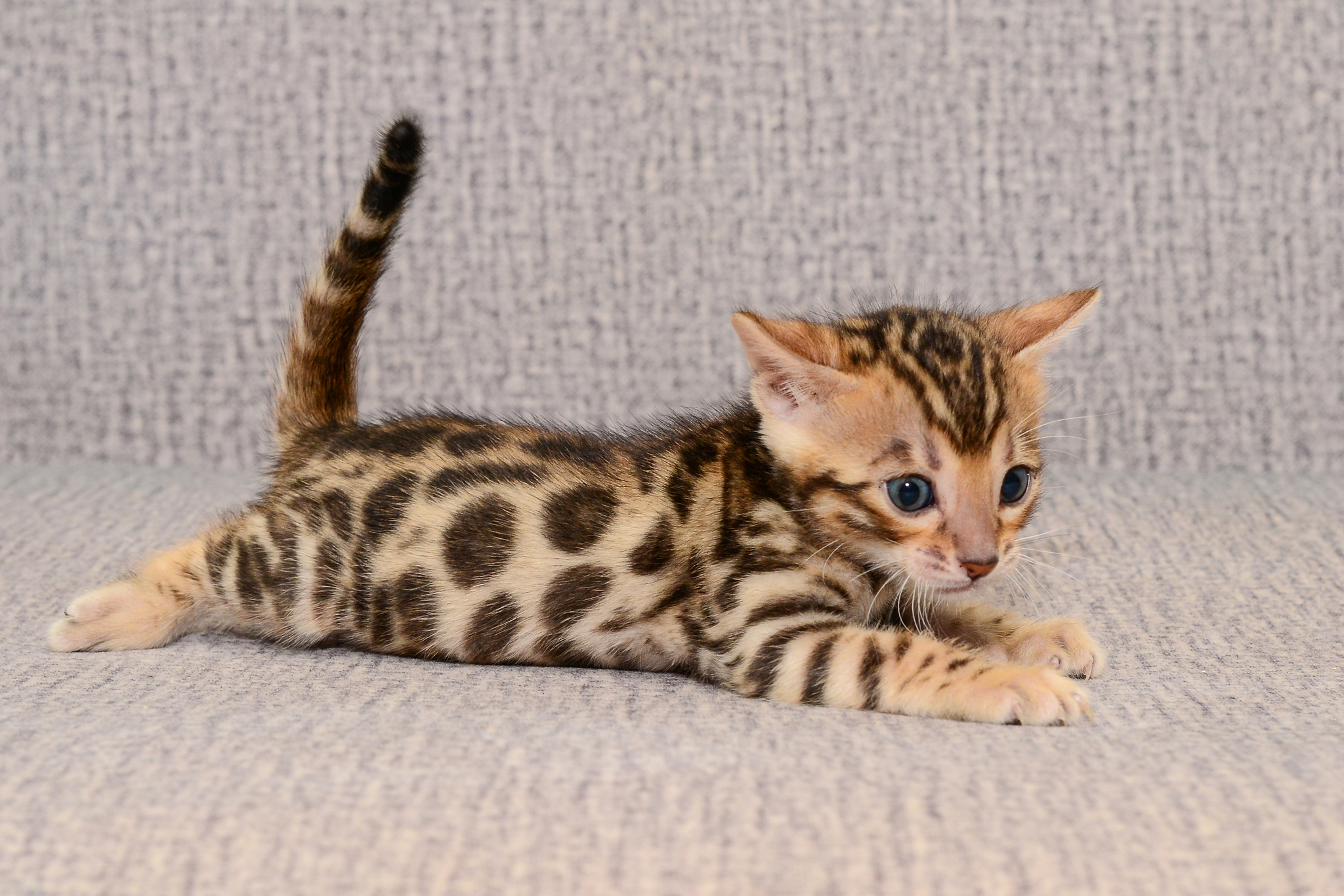 bengal kittens - My, Bengal cat, Kittens, Sale, Exclusive, Longpost