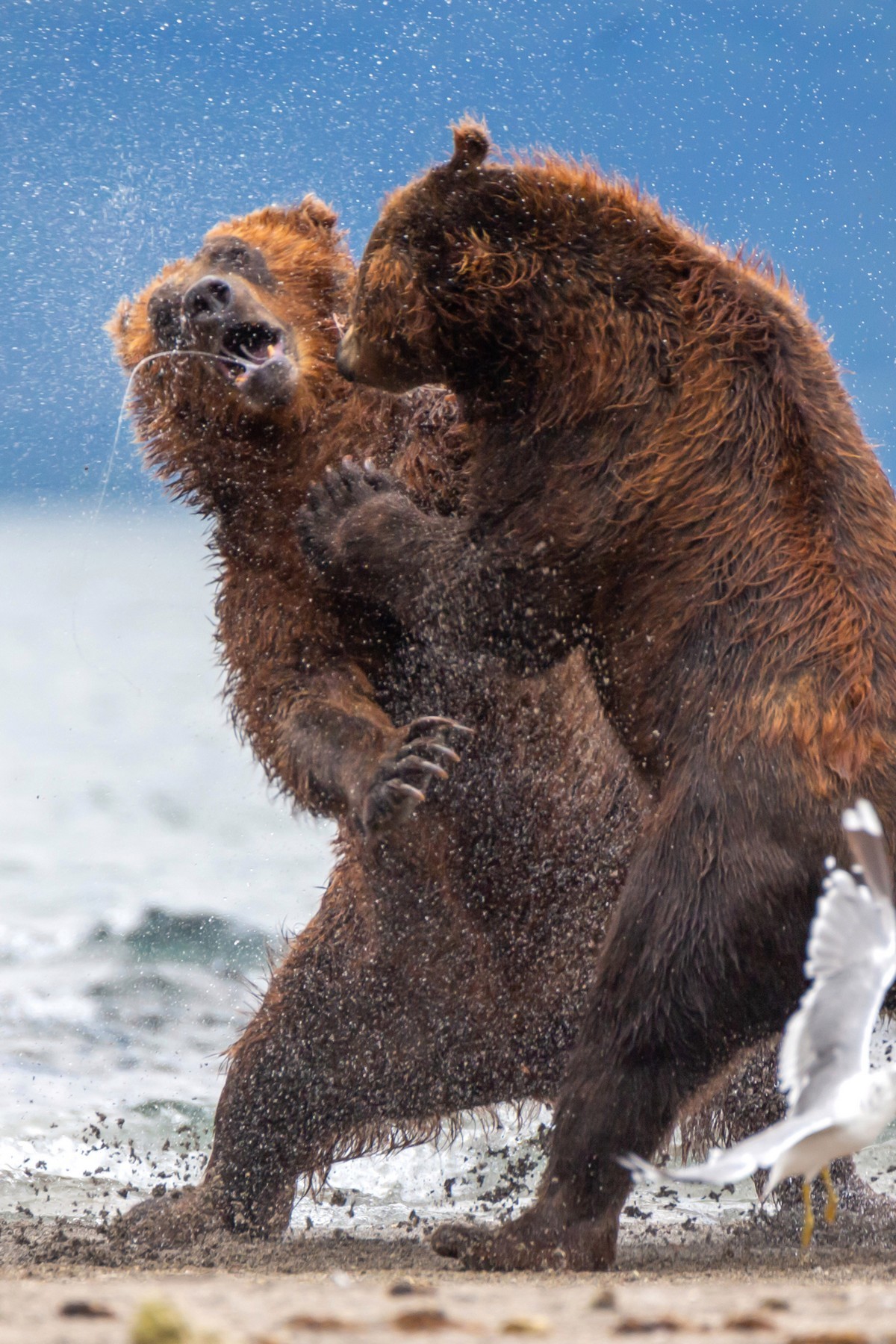 A mother bear protects frightened cubs from an attacked male. - The Bears, The photo, Young, wildlife, Animals, Longpost