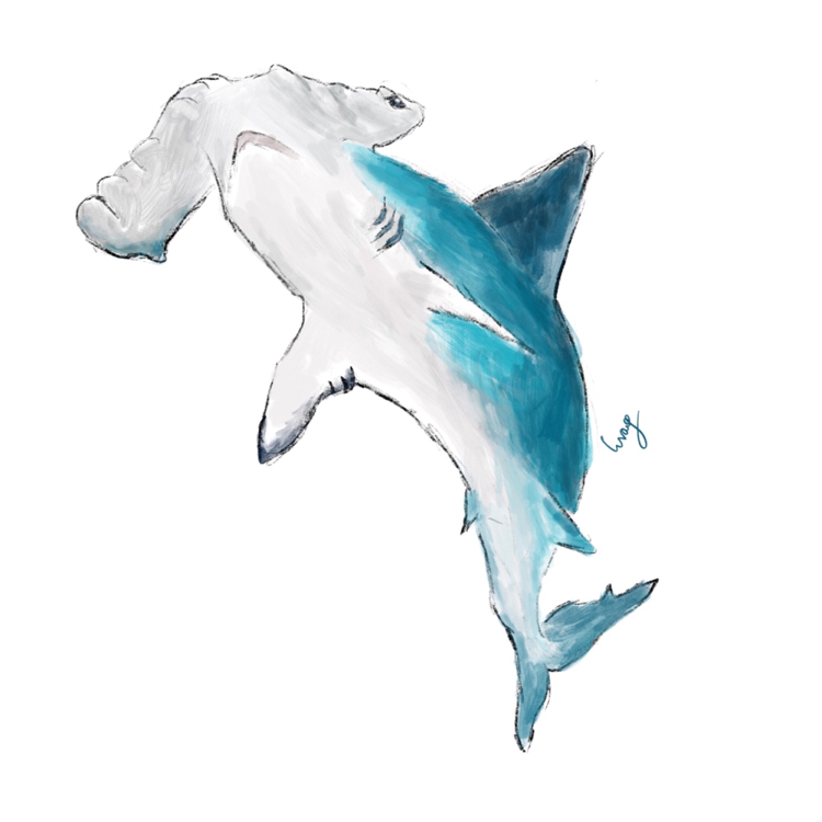 Shark - , Drawing, Shark, Creation, Water, Sea