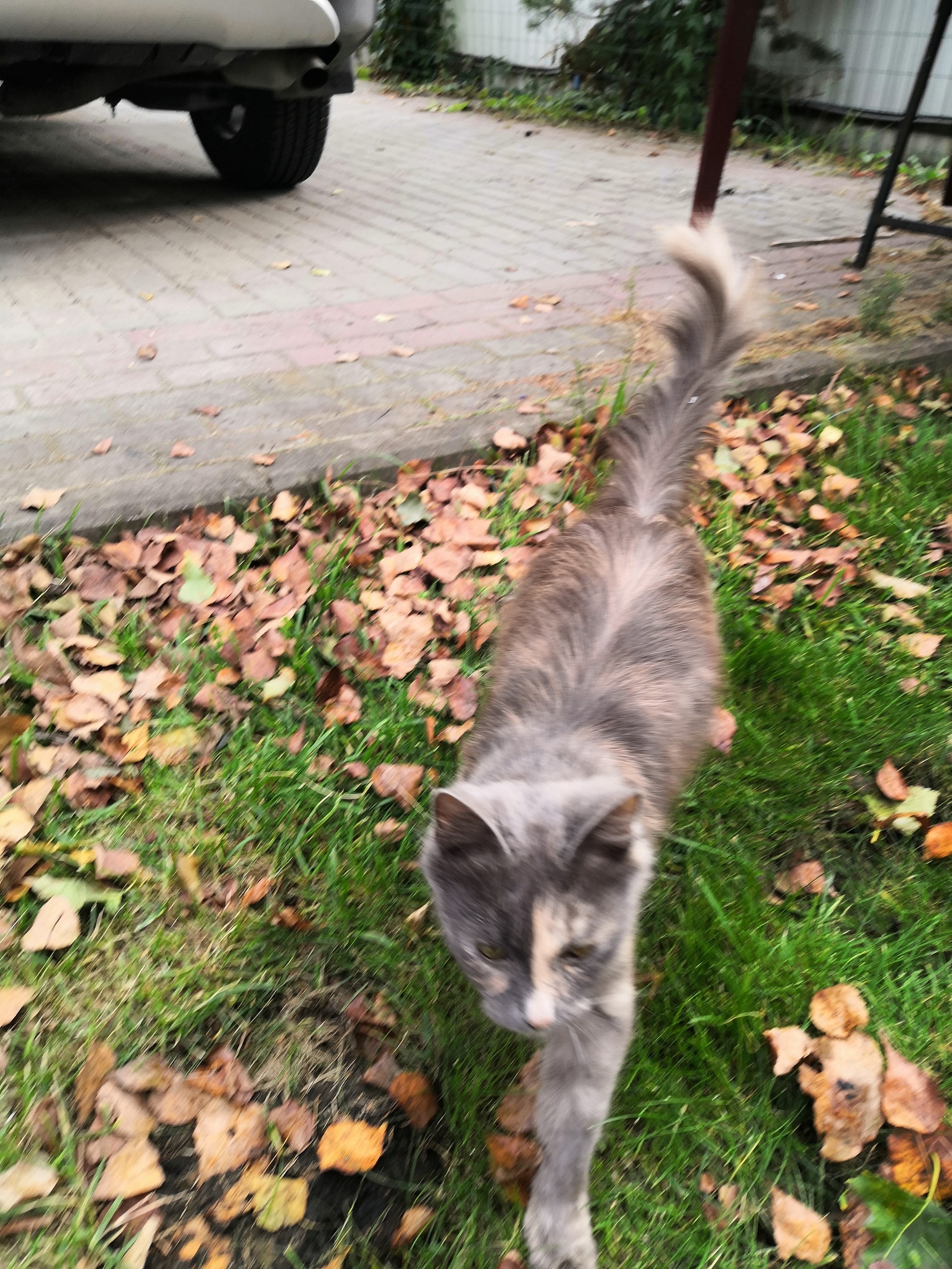 Kitty looking for a home - My, cat, Tricolor cat, Looking for a family, Longpost, The strength of the Peekaboo, Help, In good hands, Noginsk, No rating, Helping animals