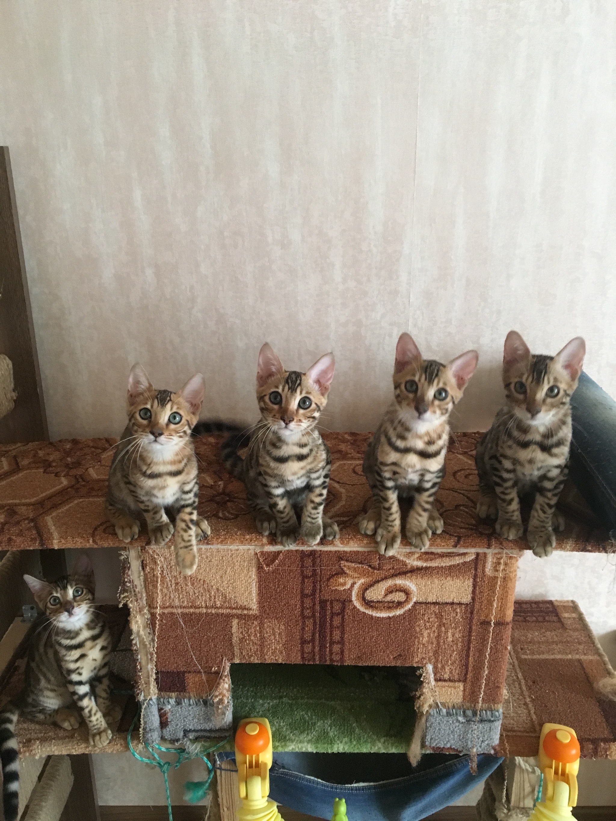 Our friendly family. - My, Kittens, Longpost, cat