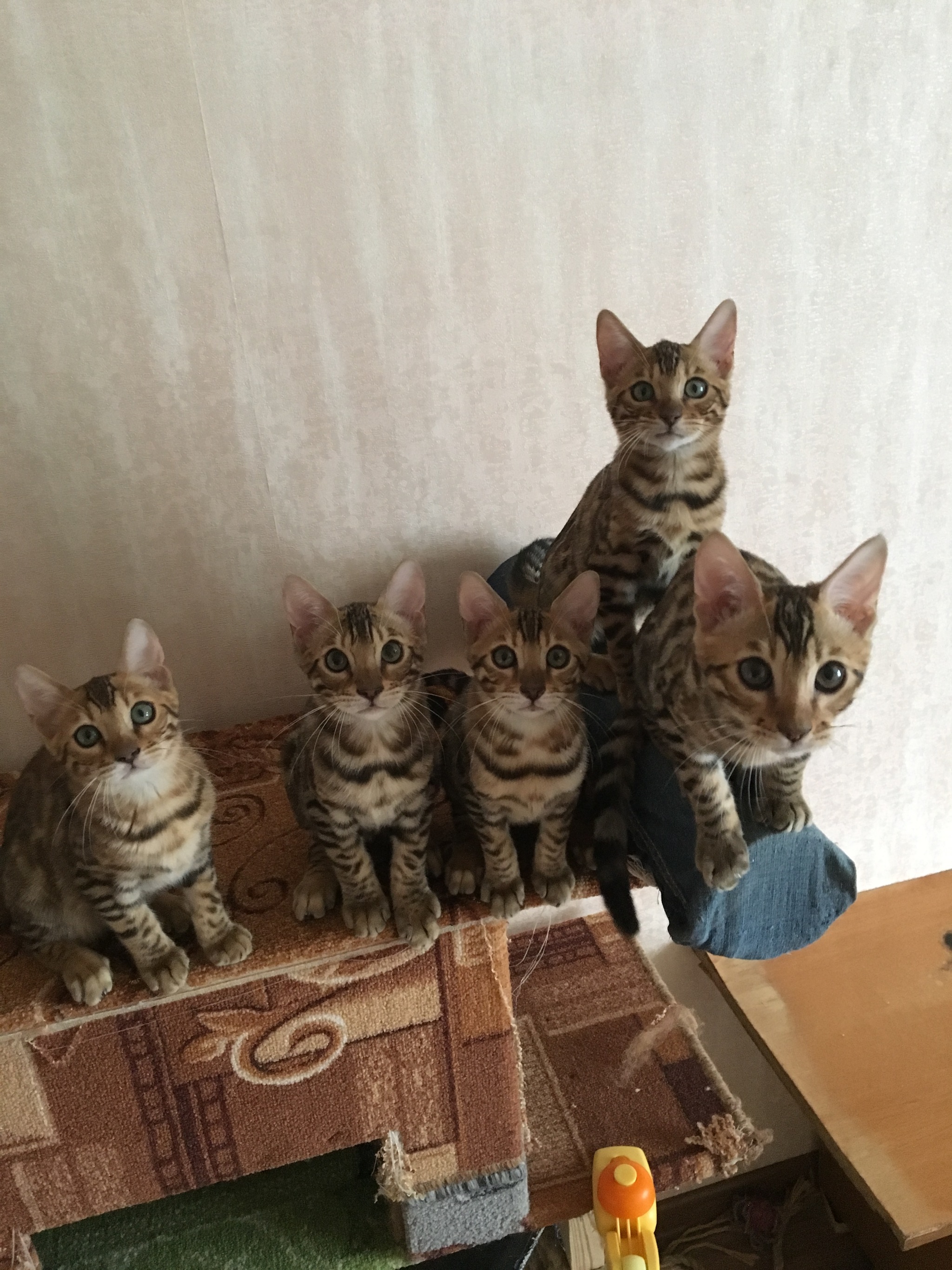 Our friendly family. - My, Kittens, Longpost, cat