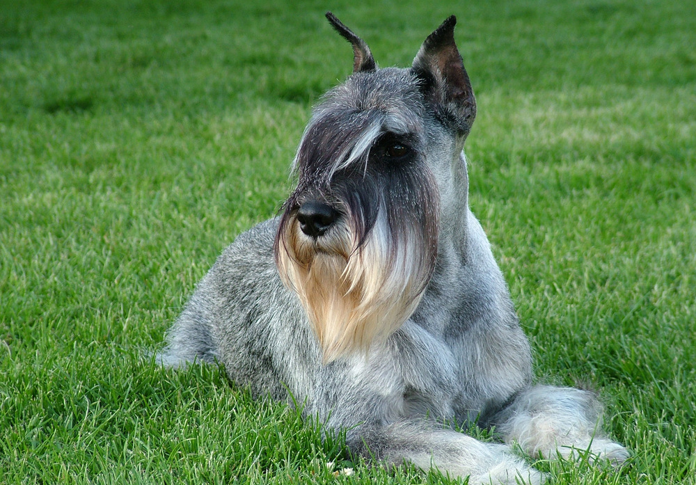 Mittelschnauzer - My, Dog, Dog days, Dog lovers, Breed, Dog breeds, Description, The photo, Standard Schnauzer, Video, Longpost