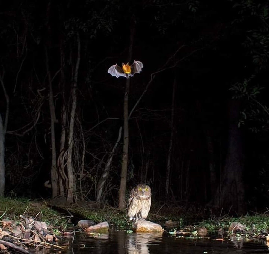 A good shot. - The photo, Owl, Bat