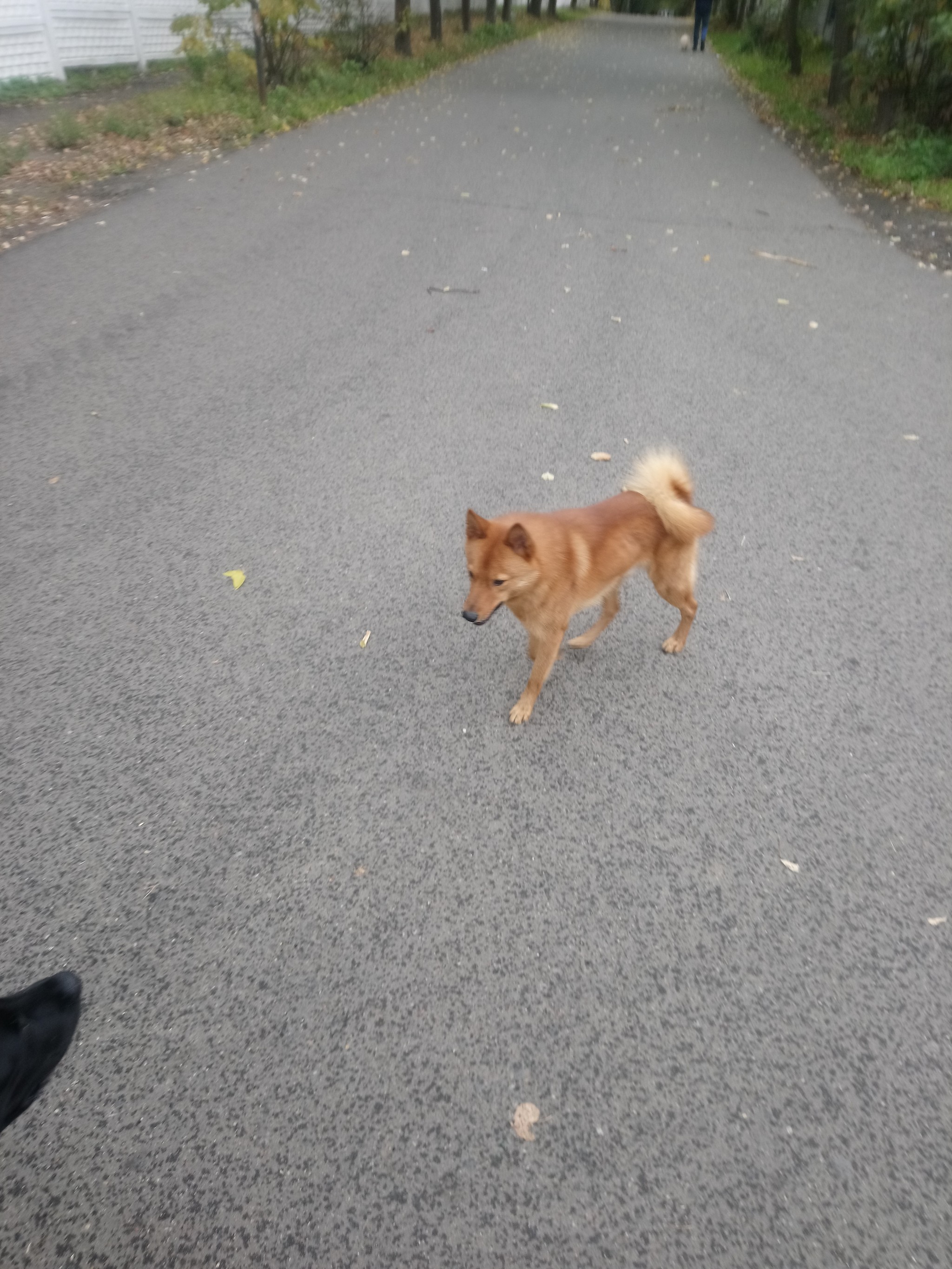 Lost dog, Mytishchi, Moscow region UPD has already been found - My, Dog, No rating, Lost, Longpost, Moscow, Mytischi, Found a dog, Help, Helping animals