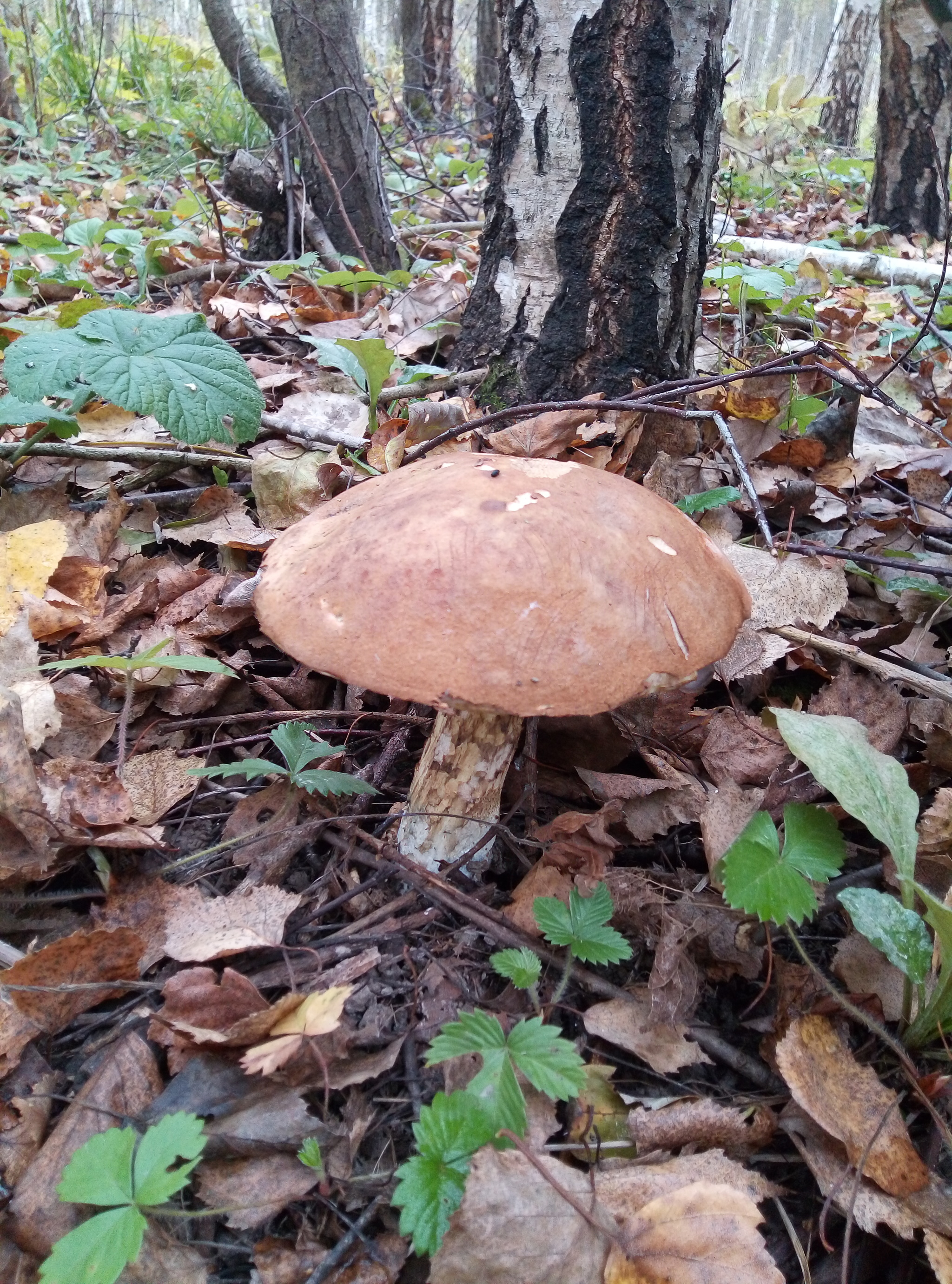 The last gifts of the forest - My, Mushrooms, Berries, Autumn, Longpost