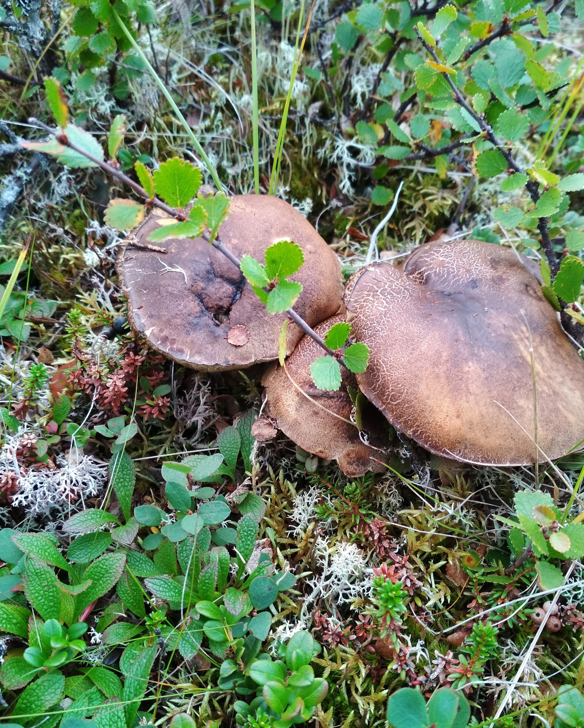 Hello from the tundra! - My, Gifts of nature, Tundra, Longpost, Mushrooms, The photo