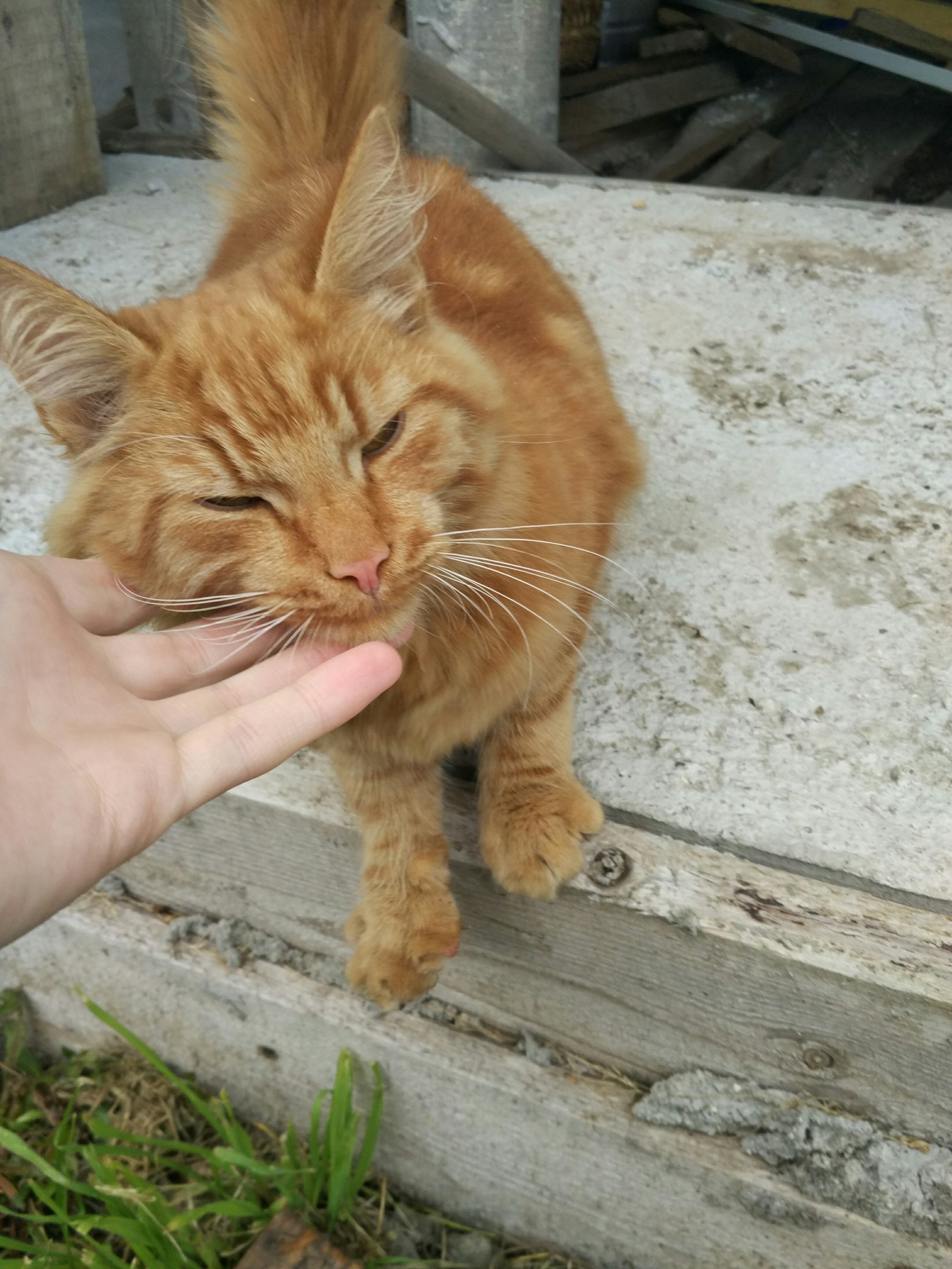 Cat in good hands (Moscow) - My, cat, In good hands, Longpost, No rating, Moscow, Looking for a master