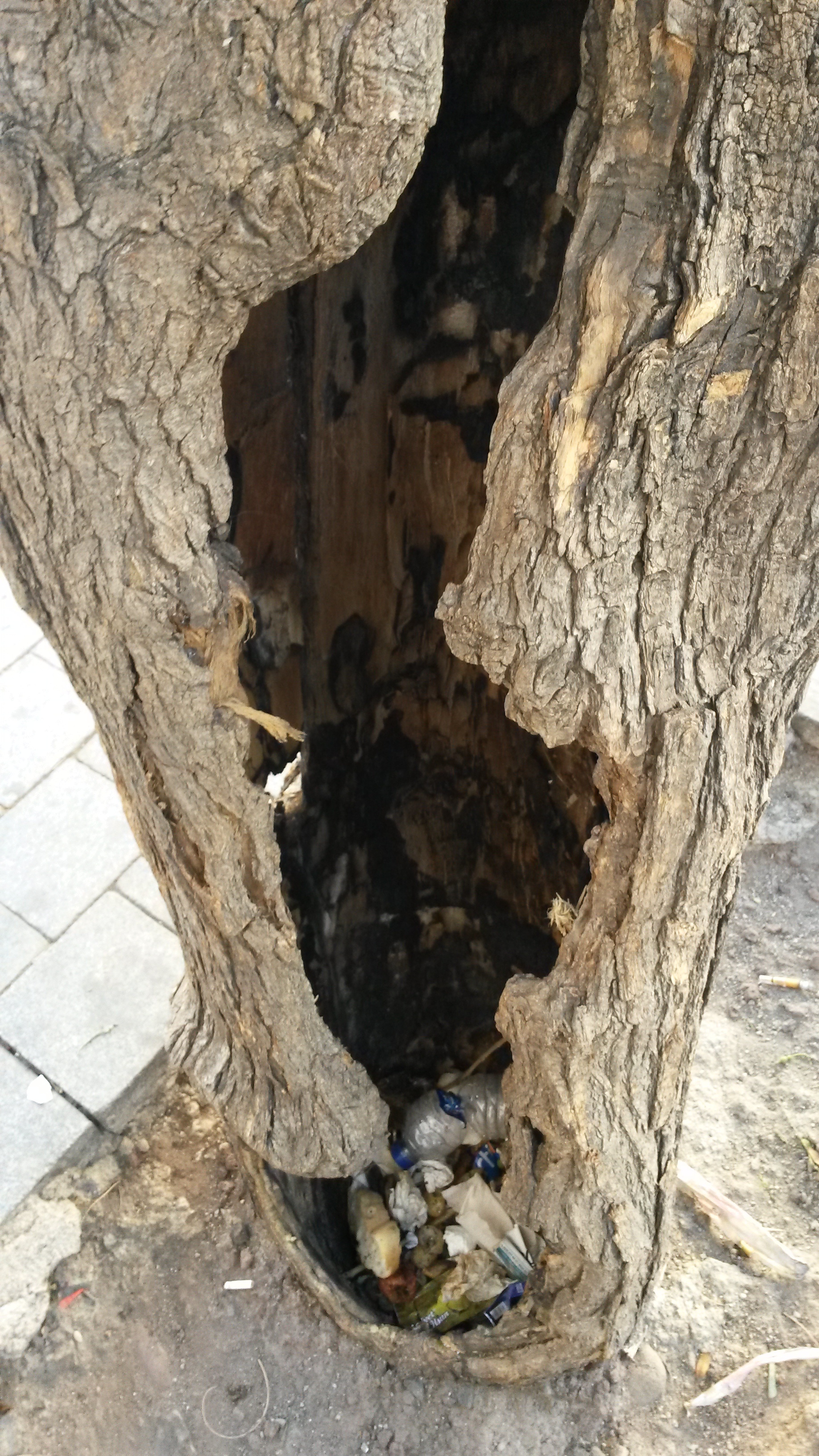 Tree without a trunk - My, Turkey, Tree, Urban environment, Longpost