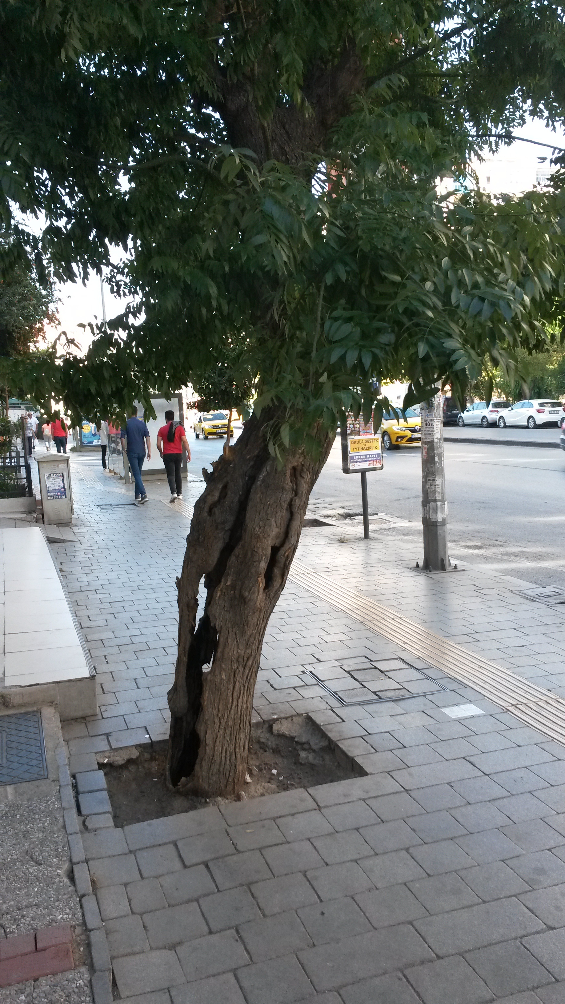 Tree without a trunk - My, Turkey, Tree, Urban environment, Longpost