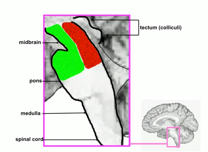 Trying to understand consciousness - Consciousness, Personality, Neurobiology, Psychology, Neuropsychology, Awareness, Longpost