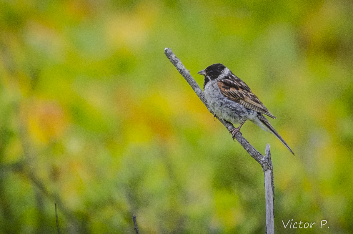 Birds near Vyborg 7 - My, Nikon, Longpost, The photo, Birds, Vyborg