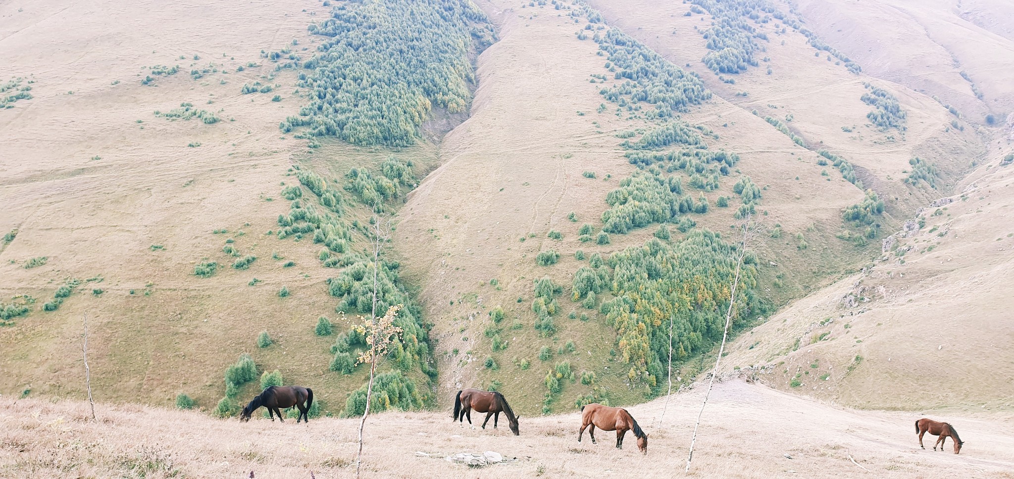 Traveling in Georgia. Walking in Gergeti - My, Walk, The mountains, Georgia, The photo, Tourism, Nature, Travels, Longpost