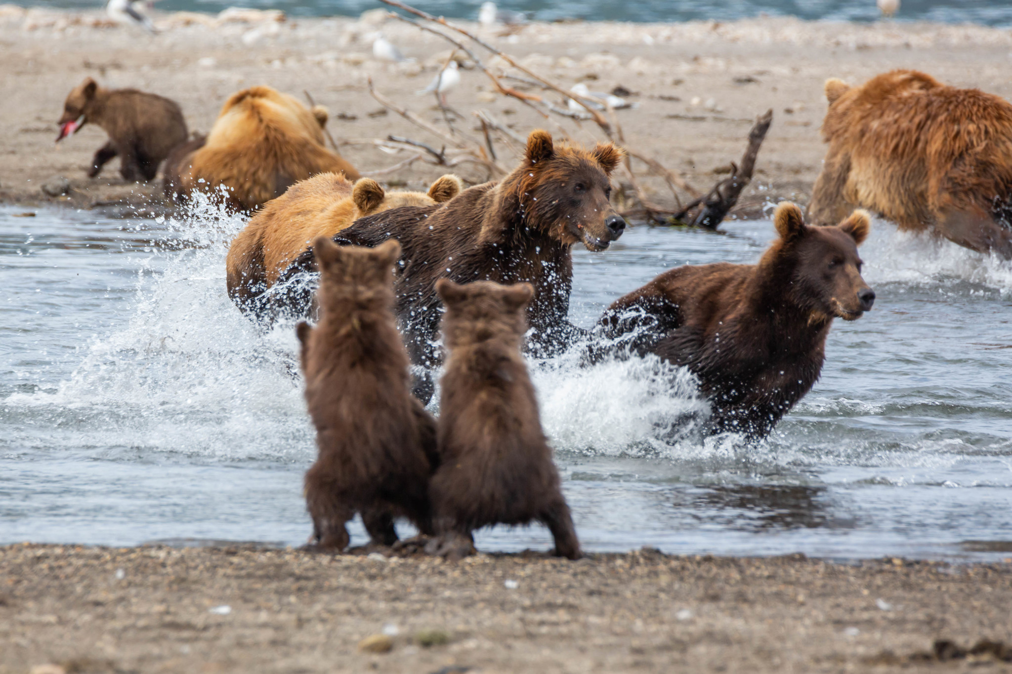 While Mom Fishes - My, Kamchatka, The Bears, Animals, Travels, Longpost