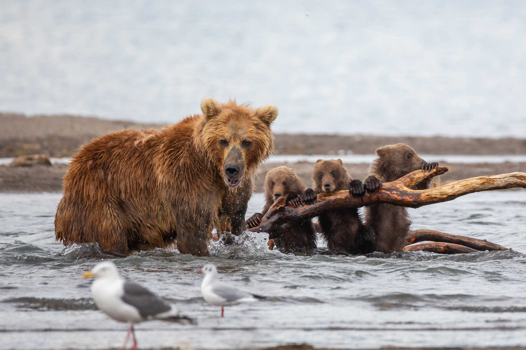 While Mom Fishes - My, Kamchatka, The Bears, Animals, Travels, Longpost