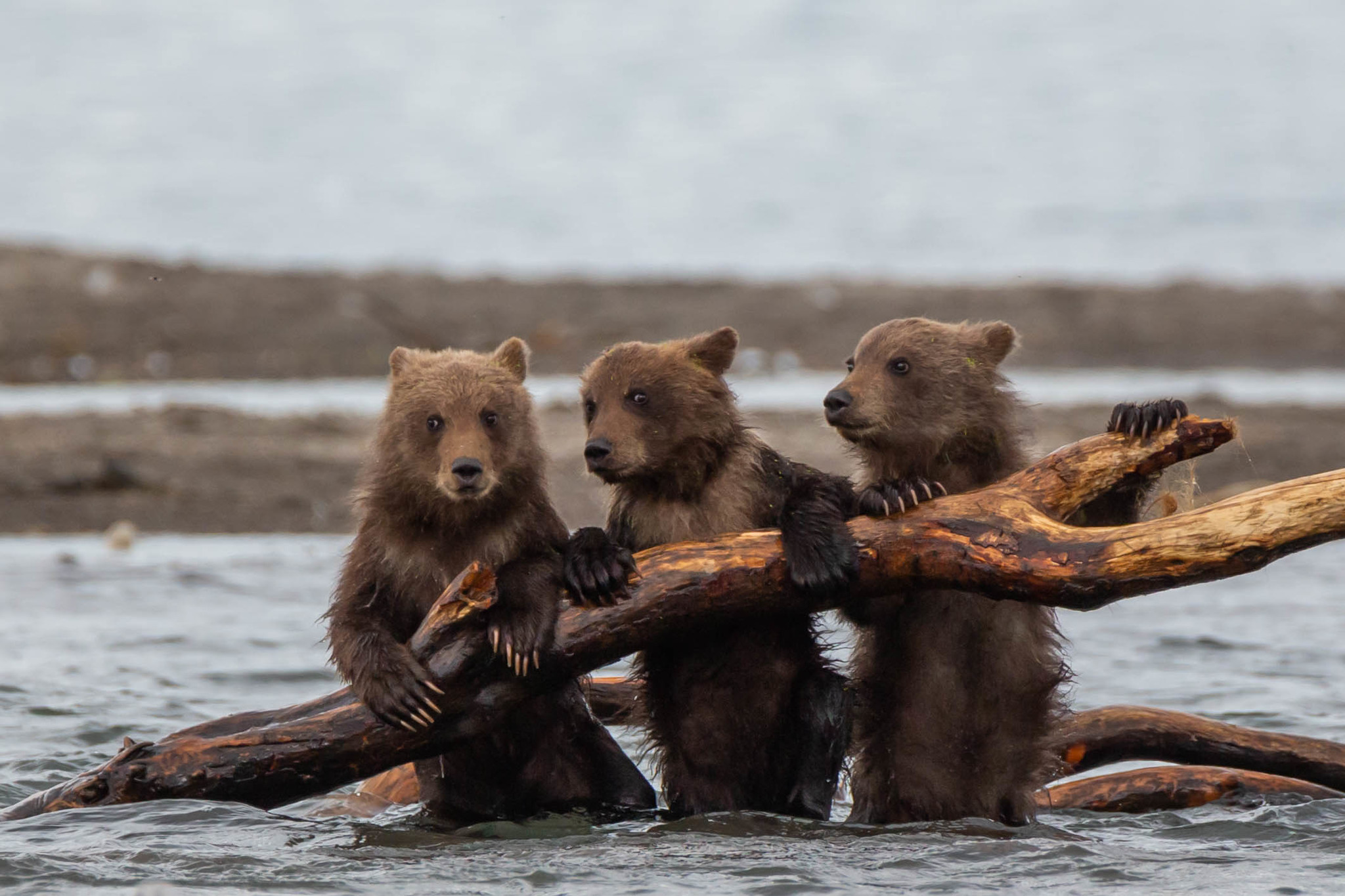 While Mom Fishes - My, Kamchatka, The Bears, Animals, Travels, Longpost