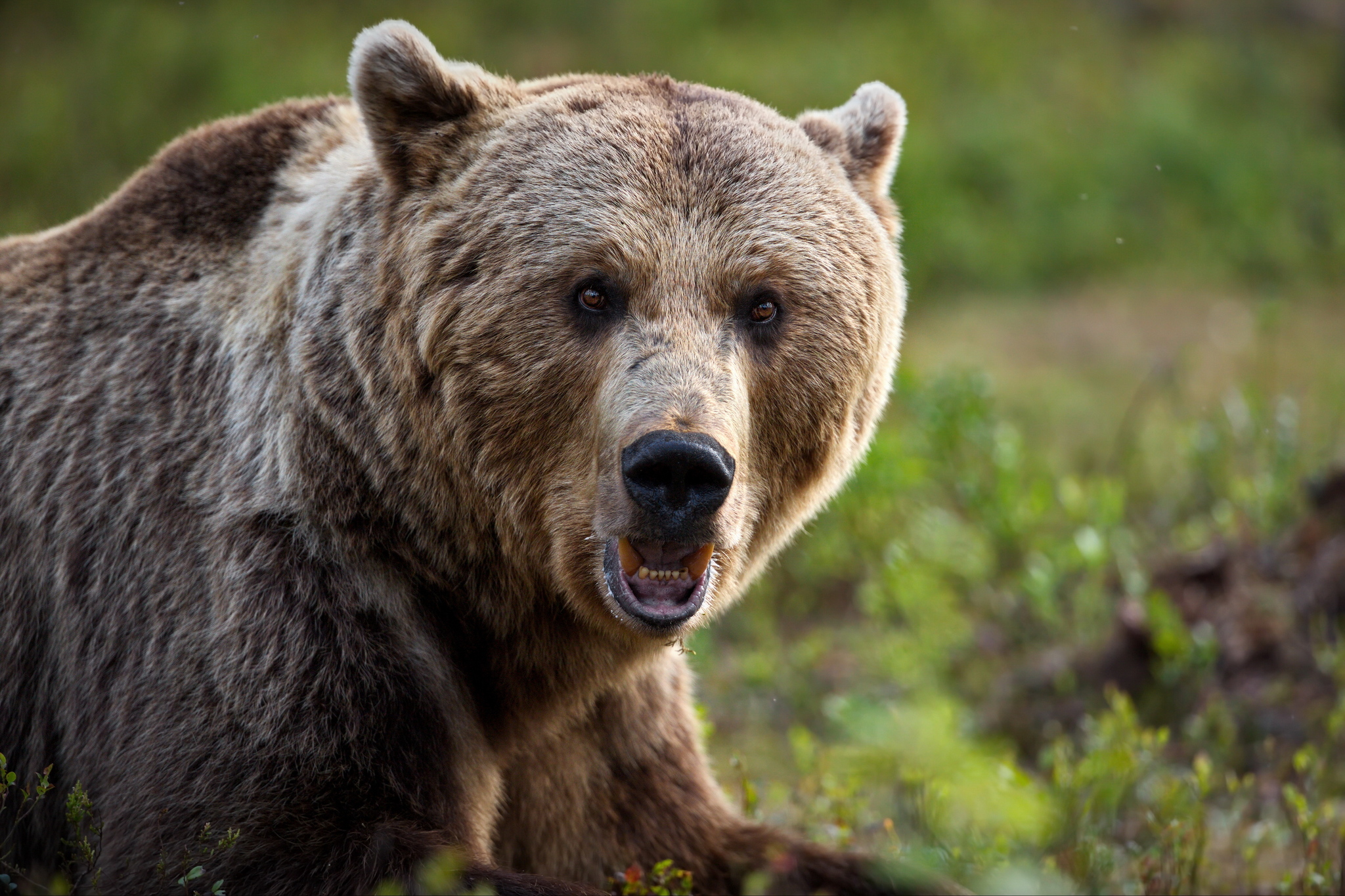 Bear eyes. Карелия медведь 3 метра.