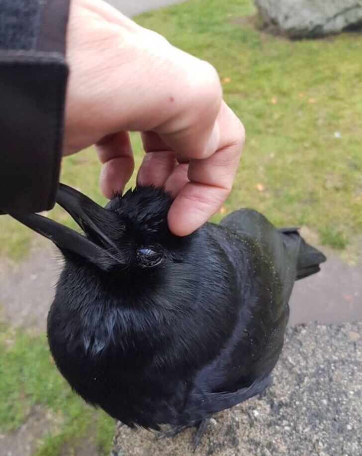 This street cat was a little weird, but I petted him anyway - Milota, Oddities, Longpost, Crow, Birds