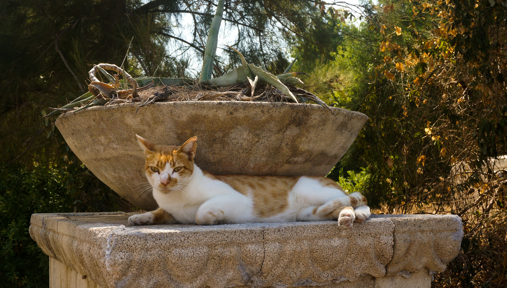 кошки в греции