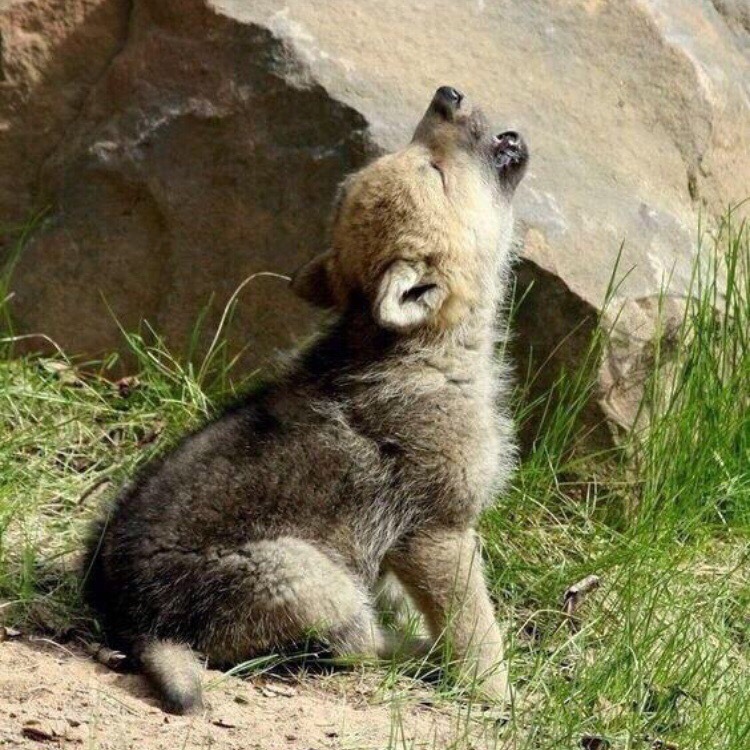 Wolf cubs learn aavvuuuuuuu))) - Cubs, Howl, Longpost, Animals, Wolf