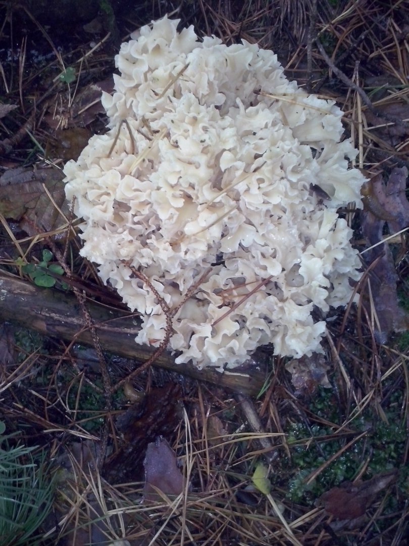 Question for mushroom pickers - My, Mushrooms, What's this?