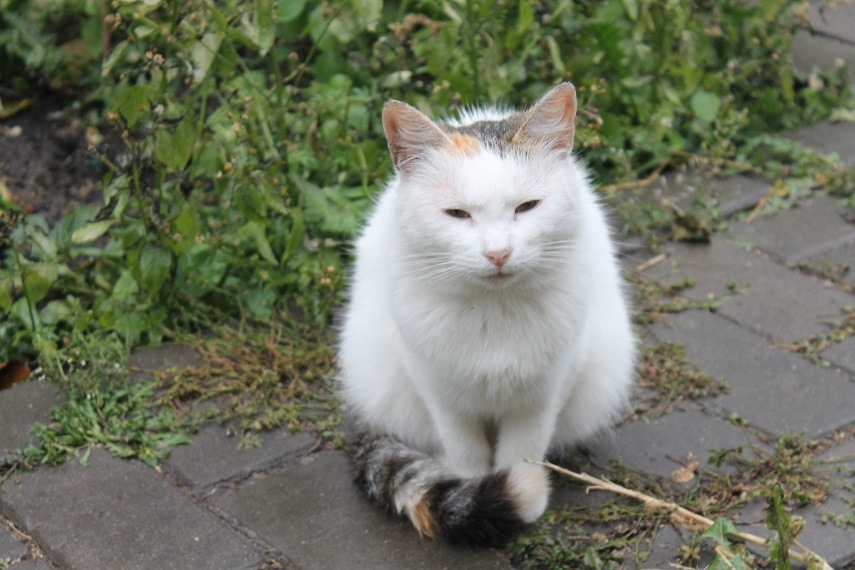 Мой личный Котоленд 199 - Моё, Кот, Приют, Добро, Липецк, Котоленд, Помощь, Длиннопост, В добрые руки, Без рейтинга, Доброта, Приют Котоленд