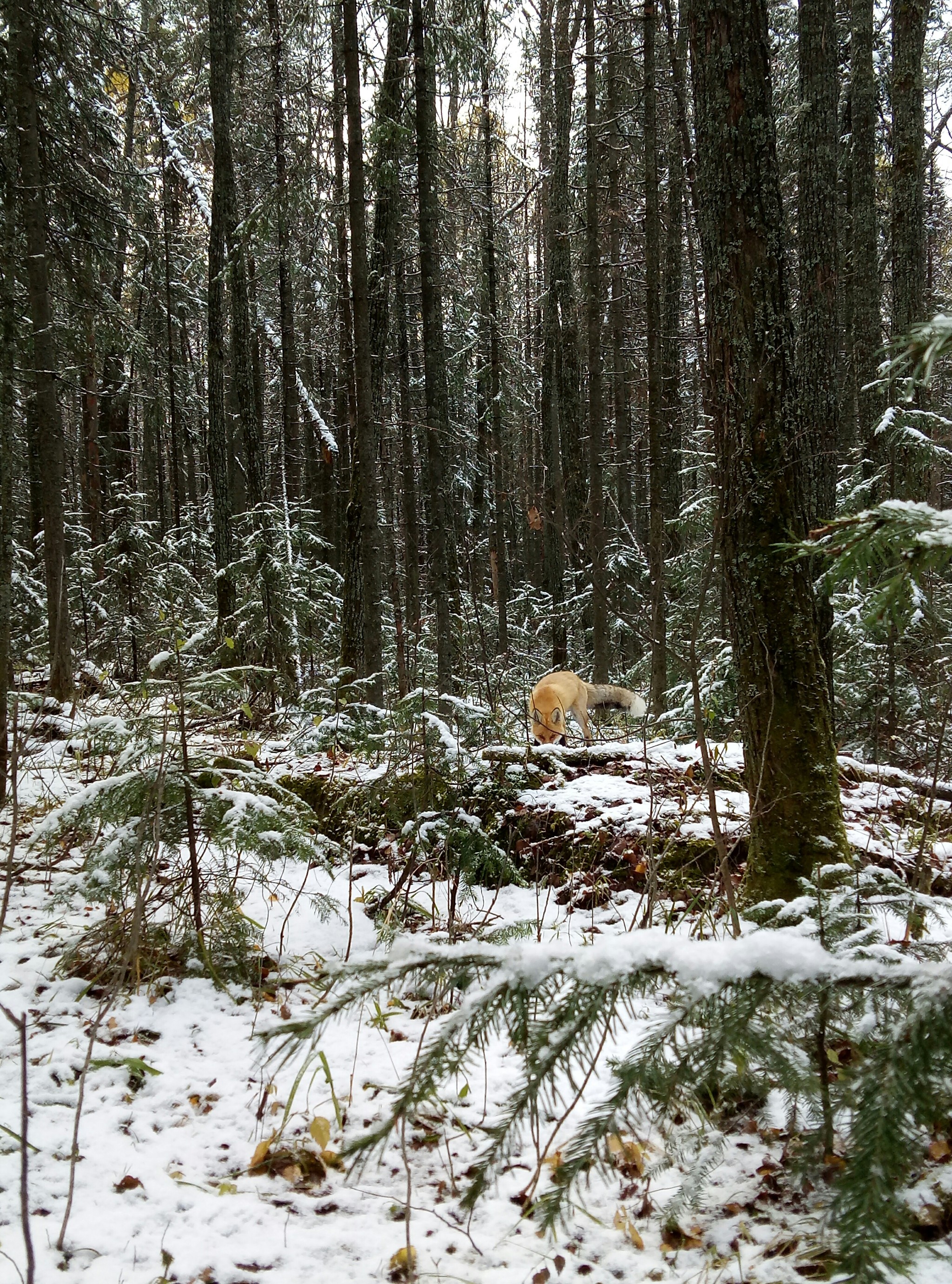 Remember the commercial for vegetable oil “Oh fox?” - My, Russia, Travels, The photo, Forest, Animals, Tourism, Ural, Longpost