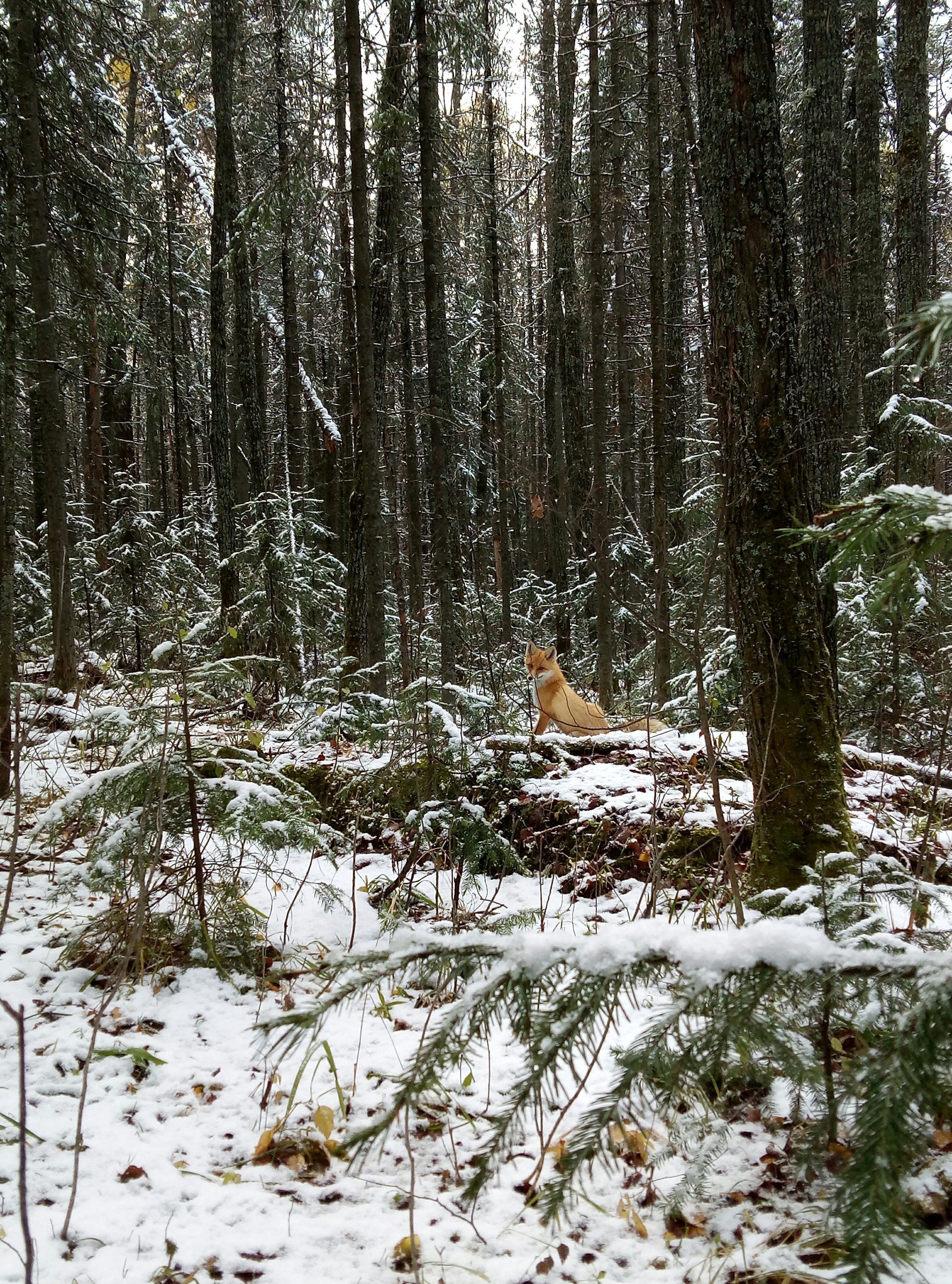 Remember the commercial for vegetable oil “Oh fox?” - My, Russia, Travels, The photo, Forest, Animals, Tourism, Ural, Longpost