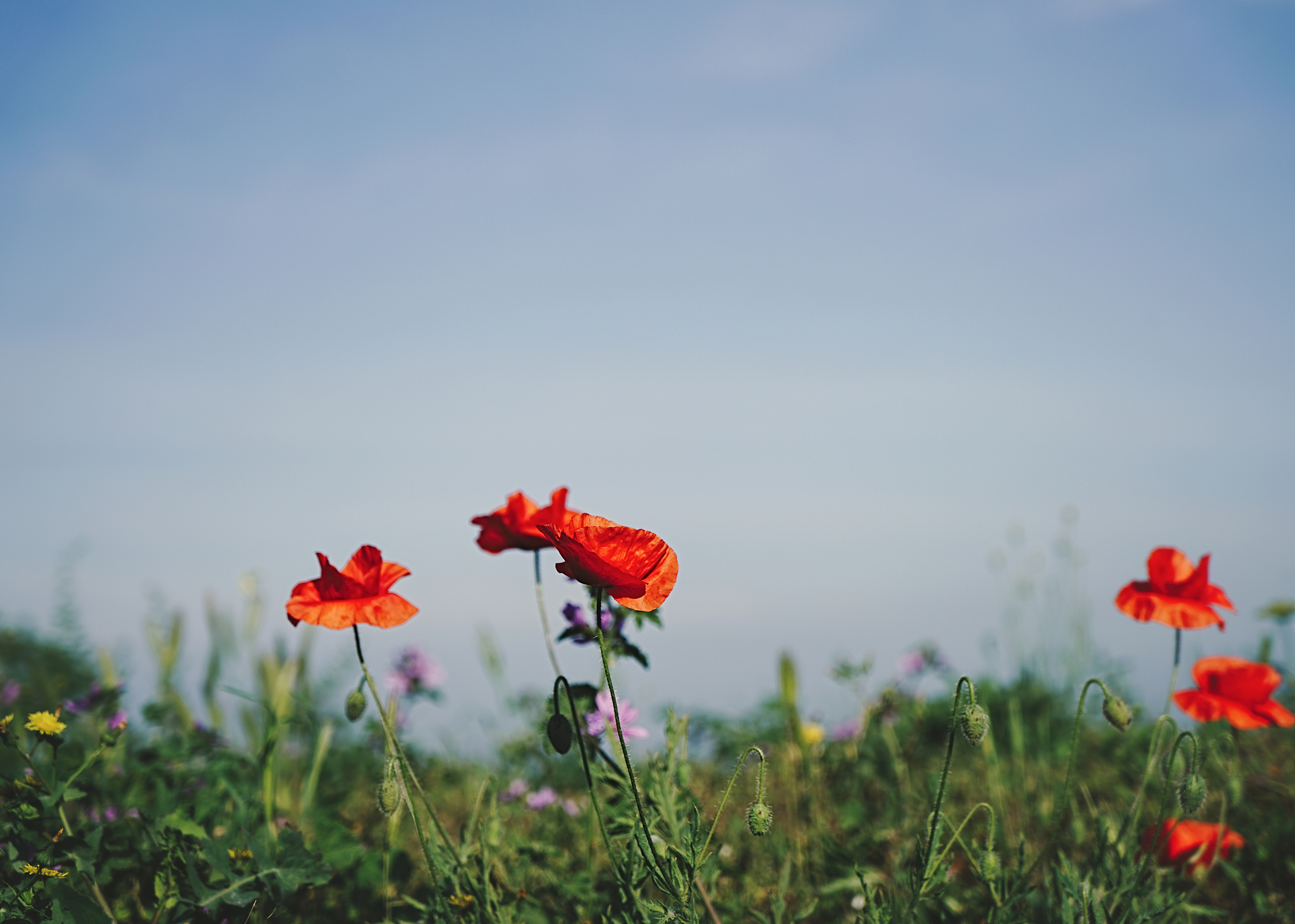 Poppies - My, Poppies, Flowers, The photo, Crimea, Poppy