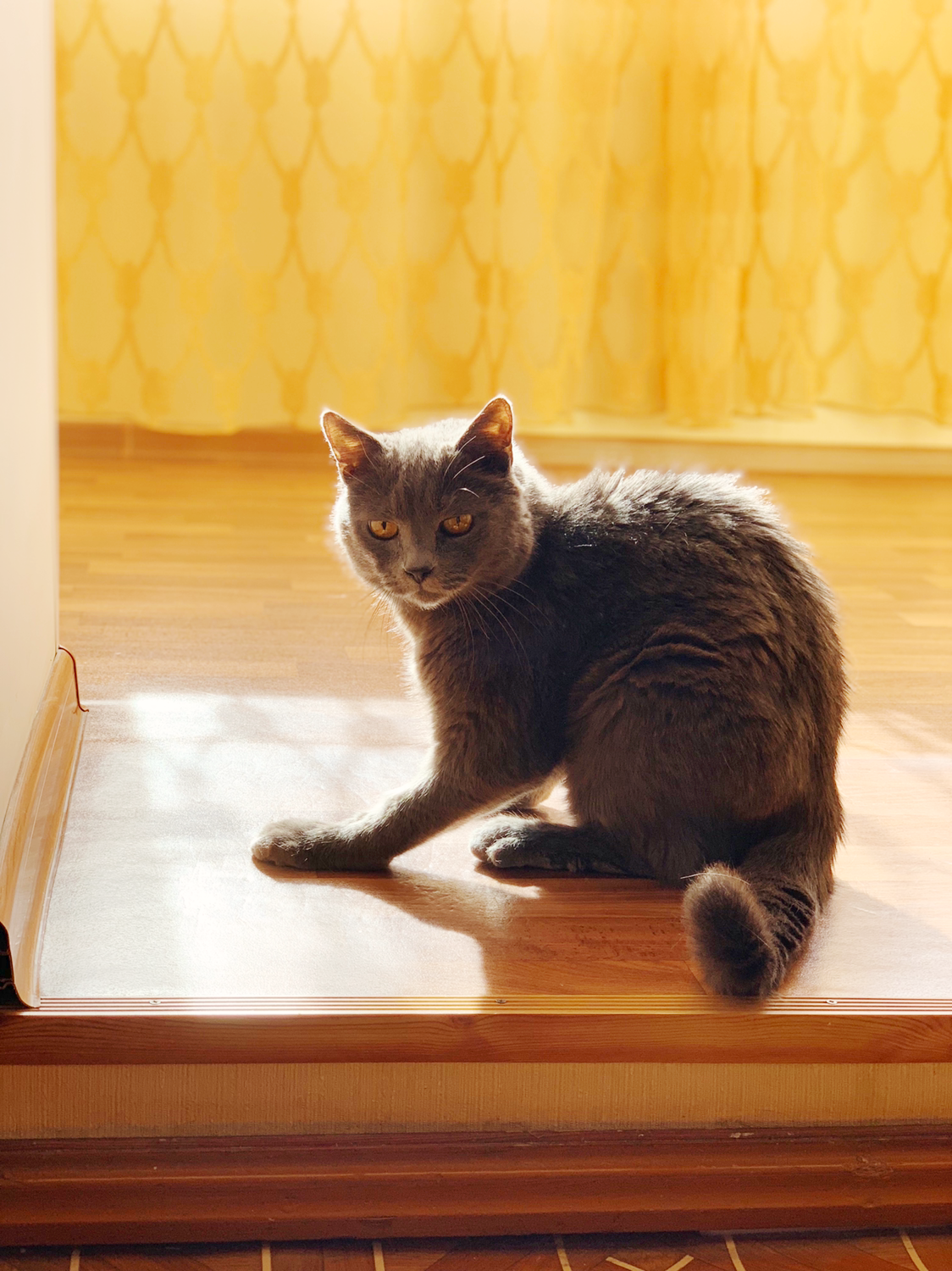 The cat's paws have grown together incorrectly (16 years old) - My, cat, , Pets, , Chronic renal failure, Longpost, Fracture