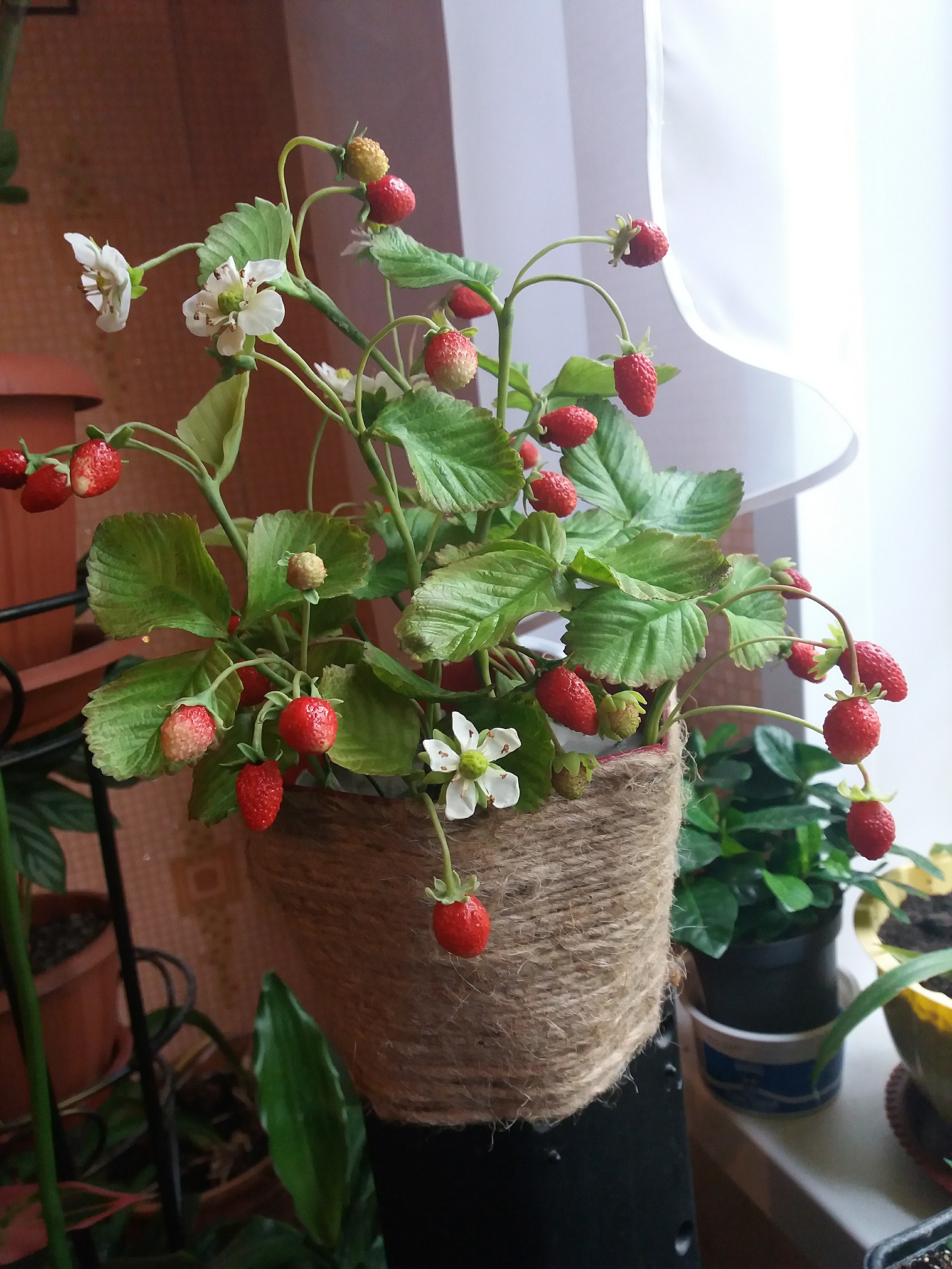 Strawberry - Cold porcelain, Handmade, Strawberry, Summer, Longpost