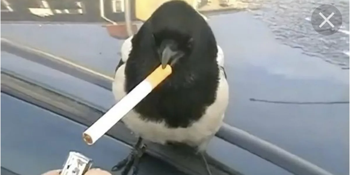 Smokes when he drinks... - Cigarettes, Animals, Birds, Bad habits, Longpost