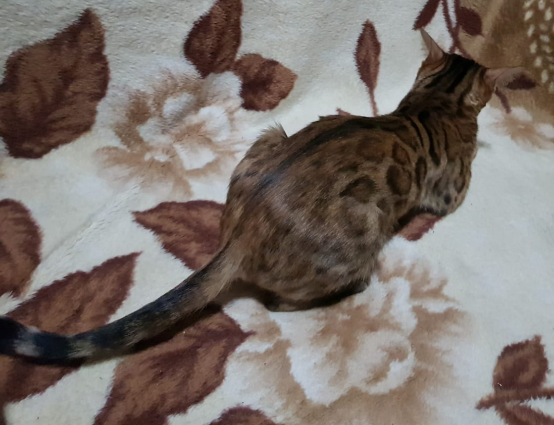 Two Bengali girls are looking for their home. You will need to go after him Leningrad region. [All cats reserved] - My, cat, Bengal cat, Saint Petersburg, Looking for a home, In good hands, Leningrad region, No rating, Longpost