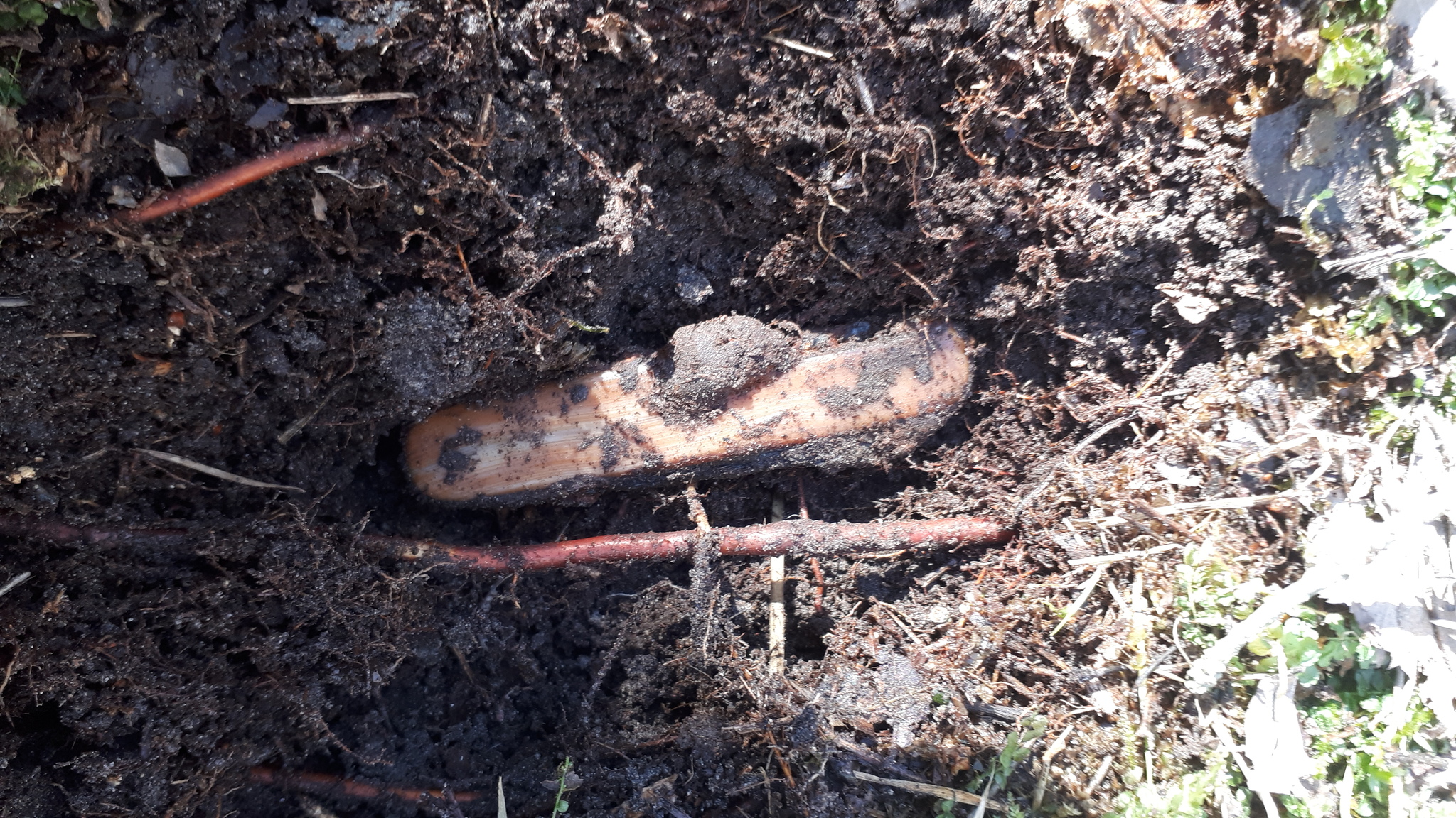 Walking in the autumn forest with a metal detector - My, Hobby, Treasure hunter, Longpost, Treasure hunt