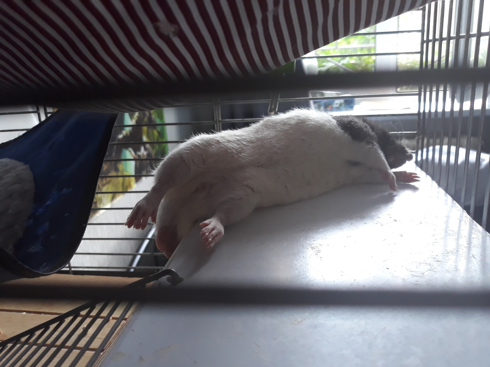 Kryspider Gwen, Dexter Morgan and Rudy Cooper - My, Rat, Decorative rats, Longpost, Animals, Pets