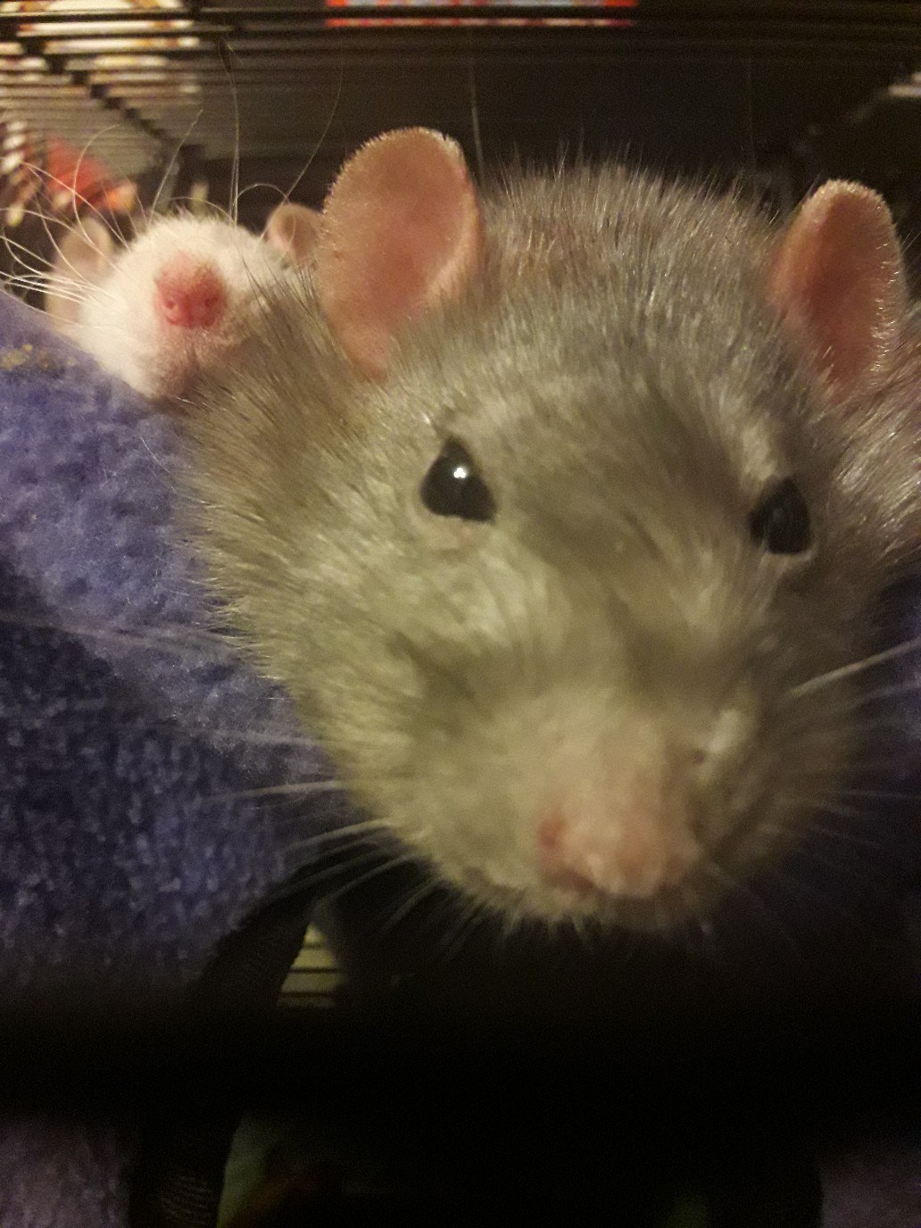 Kryspider Gwen, Dexter Morgan and Rudy Cooper - My, Rat, Decorative rats, Longpost, Animals, Pets