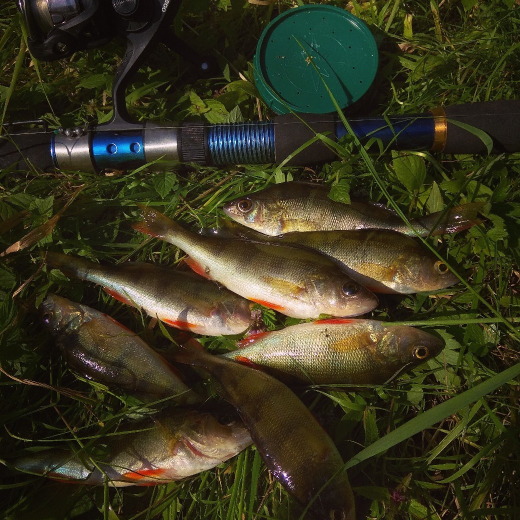 My fishing in the summer season 2019, a new place called puddle! - My, Sarana, Roach, Perch, Fishing, Fishing rod, Relaxation, Camping, Longpost
