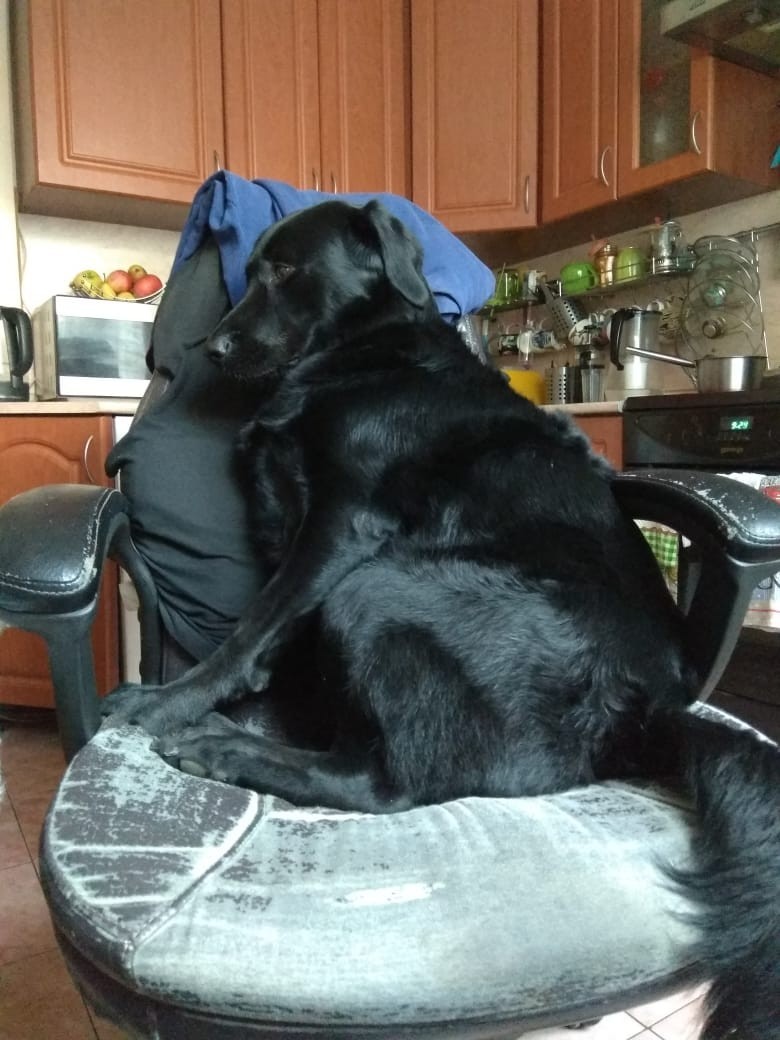 I'll just sit here, don't mind - My, Dog, Labrador, Pets, Kitchen, Friend