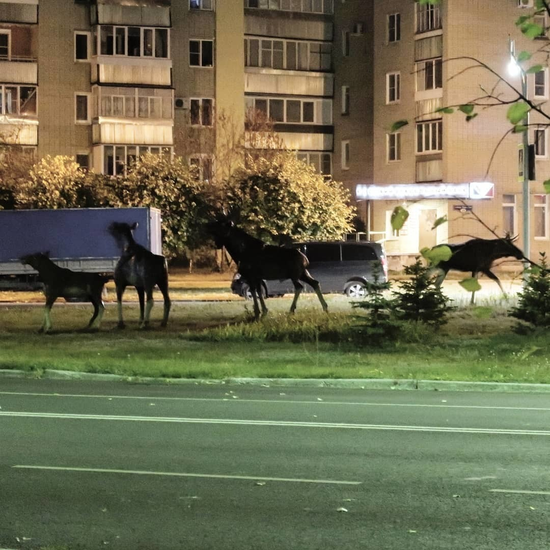 В Заречном лось напал на скульптуру лося | Пикабу