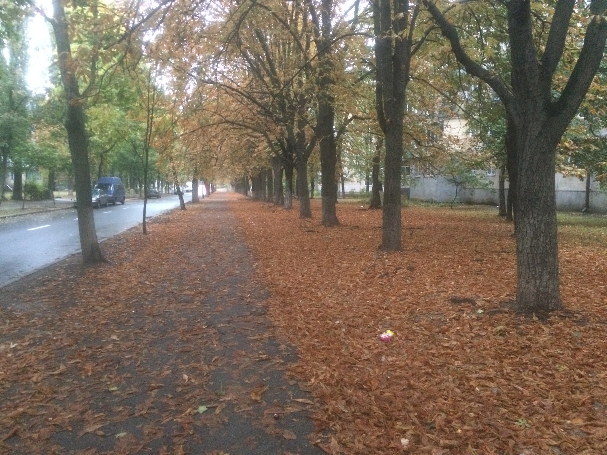 Autumn - Autumn, Leaf fall, Town, Leaves, Chestnut, Longpost, The photo