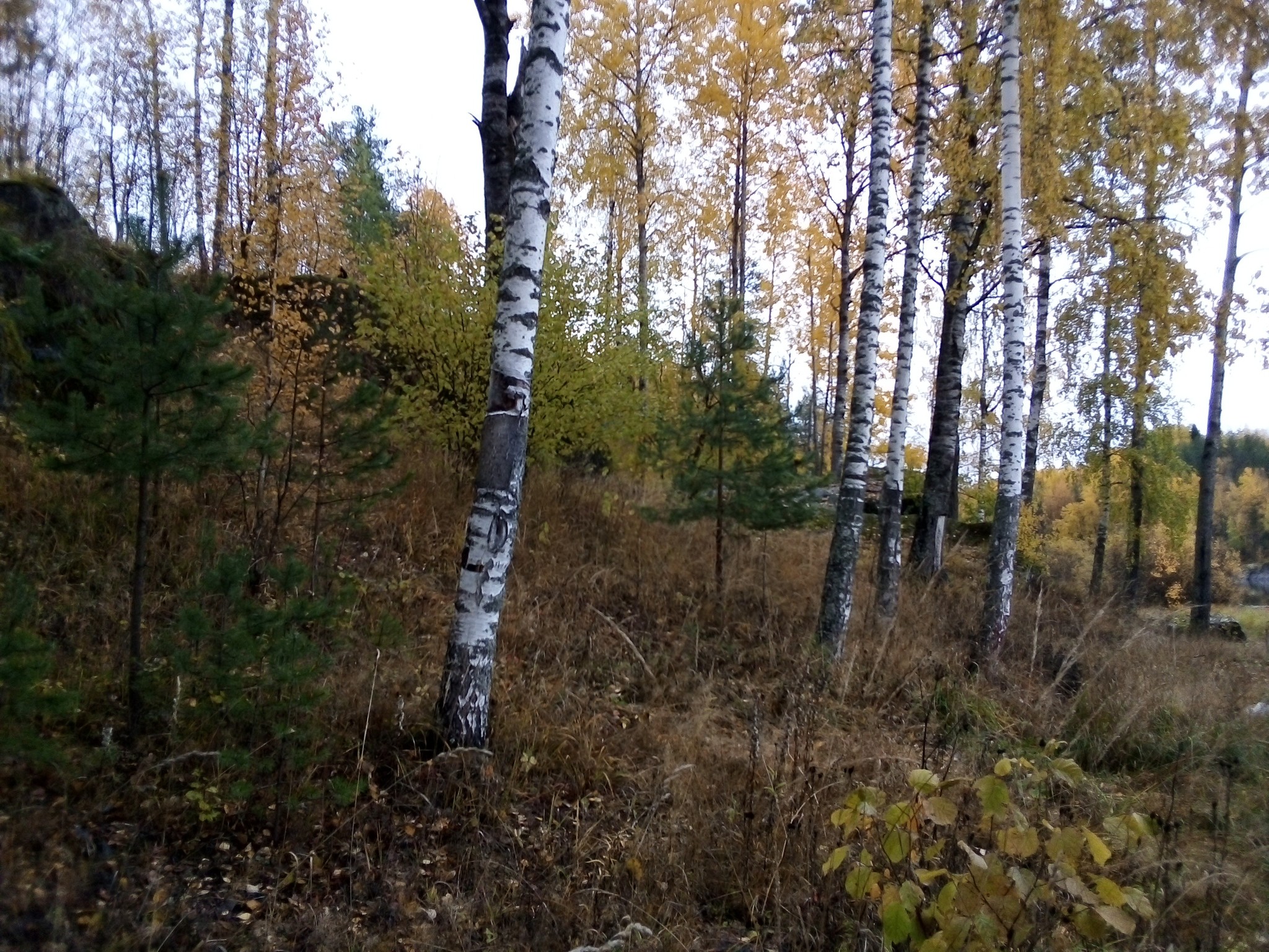 Осенняя Карелия - Моё, Осень, Республика Карелия, Ладожское озеро, Длиннопост, Фотография, Природа, Карелия