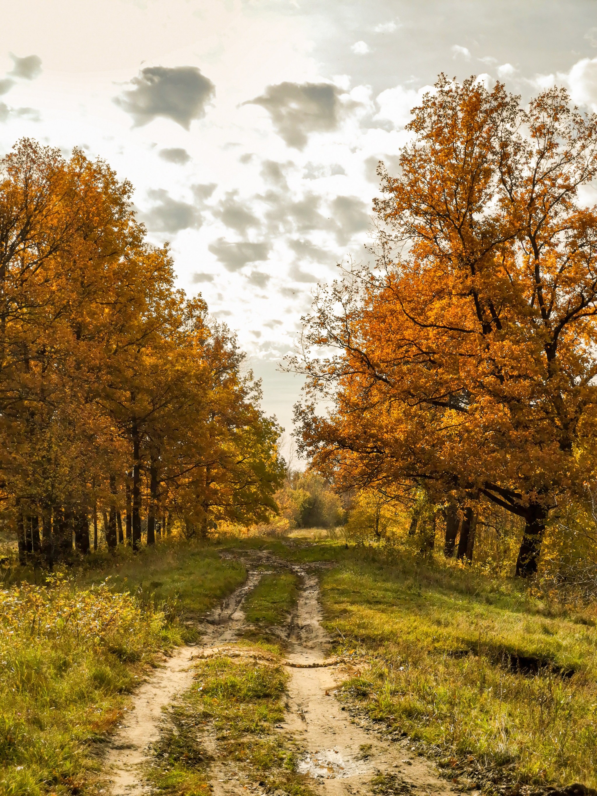 Autumn sketches - My, Dzerzhinsk, Mobile photography, Nature, Autumn, Longpost, What is autumn, Video, A bike